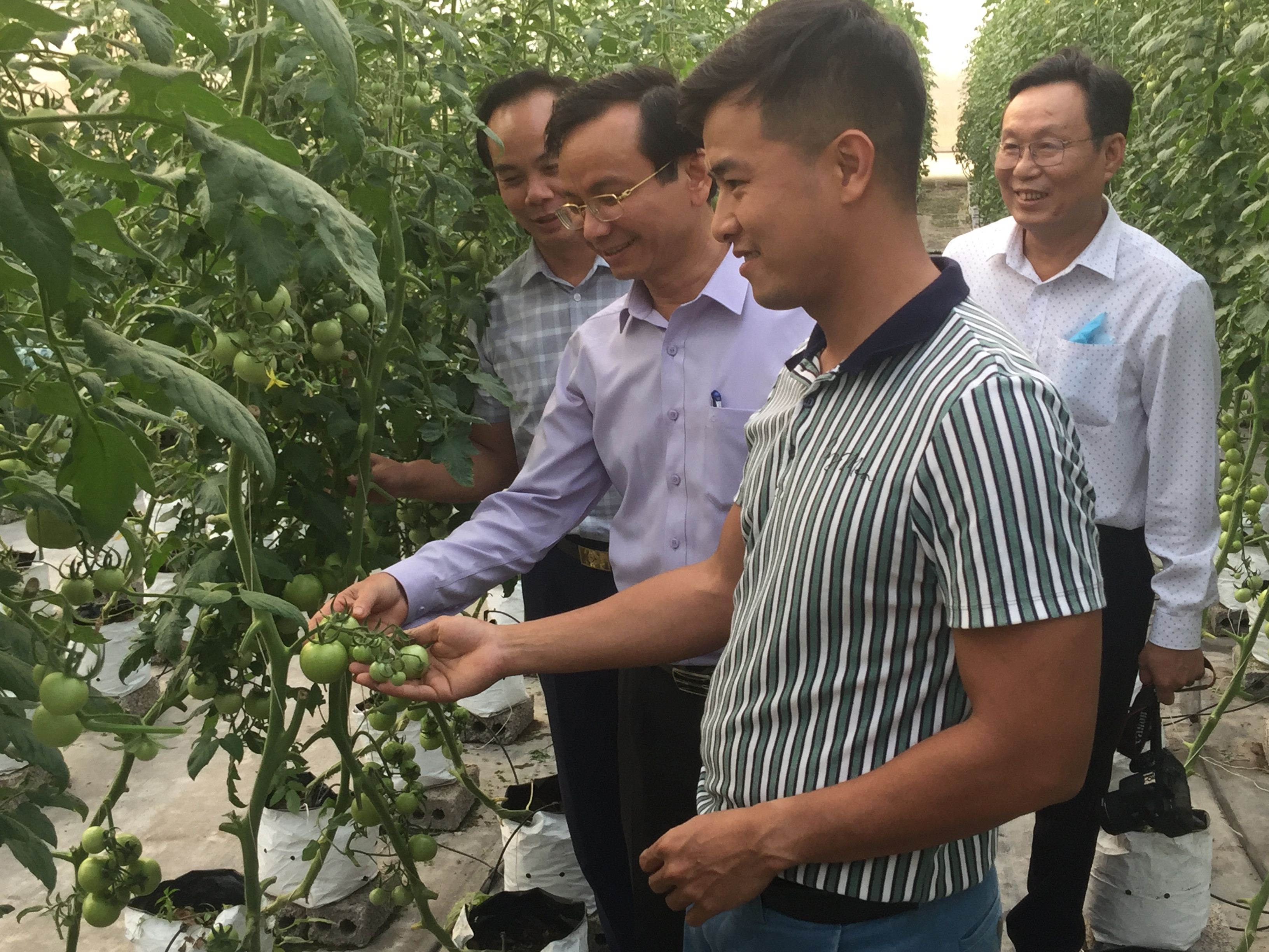 Lãnh đạo huyện Quỳnh Lưu thăm ô hình sản xuất nông nghiệp công nghệ cao trên địa bàn. Ảnh Tư liệu: Hoàng Vĩnh