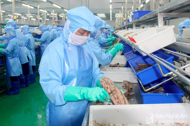 Hiện tại, trên địa bàn Nghệ An số lượng doanh nghiệp nhỏ, siêu nhỏ chiếm tỷ lệ khá cao. Trong ảnh, công nhân làm việc trong nhà máy chế biến thủy sản tại Nghệ An. Ảnh: Quang An