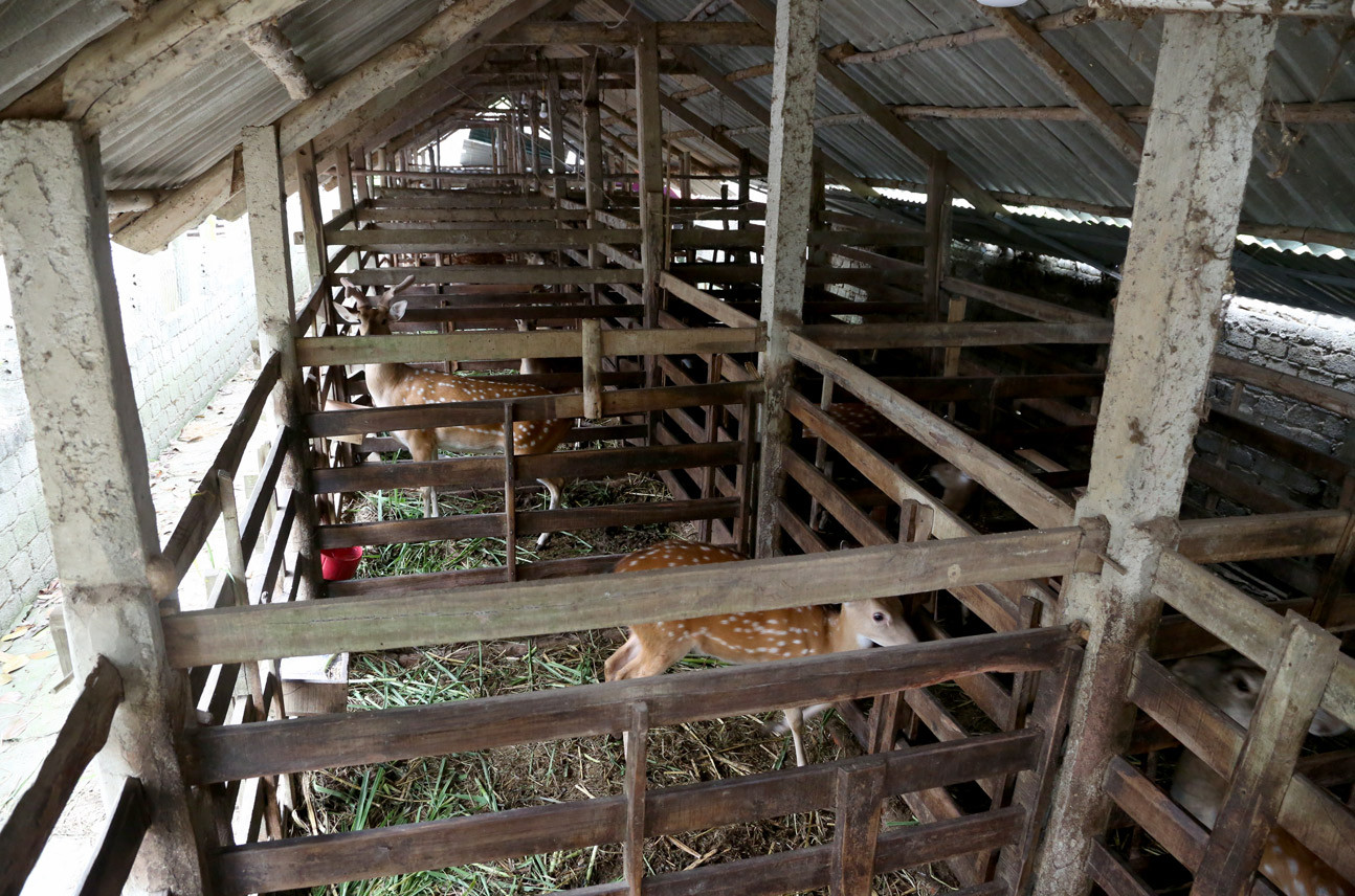 Trại nuôi hươu của ông Lê Trần Tráng.