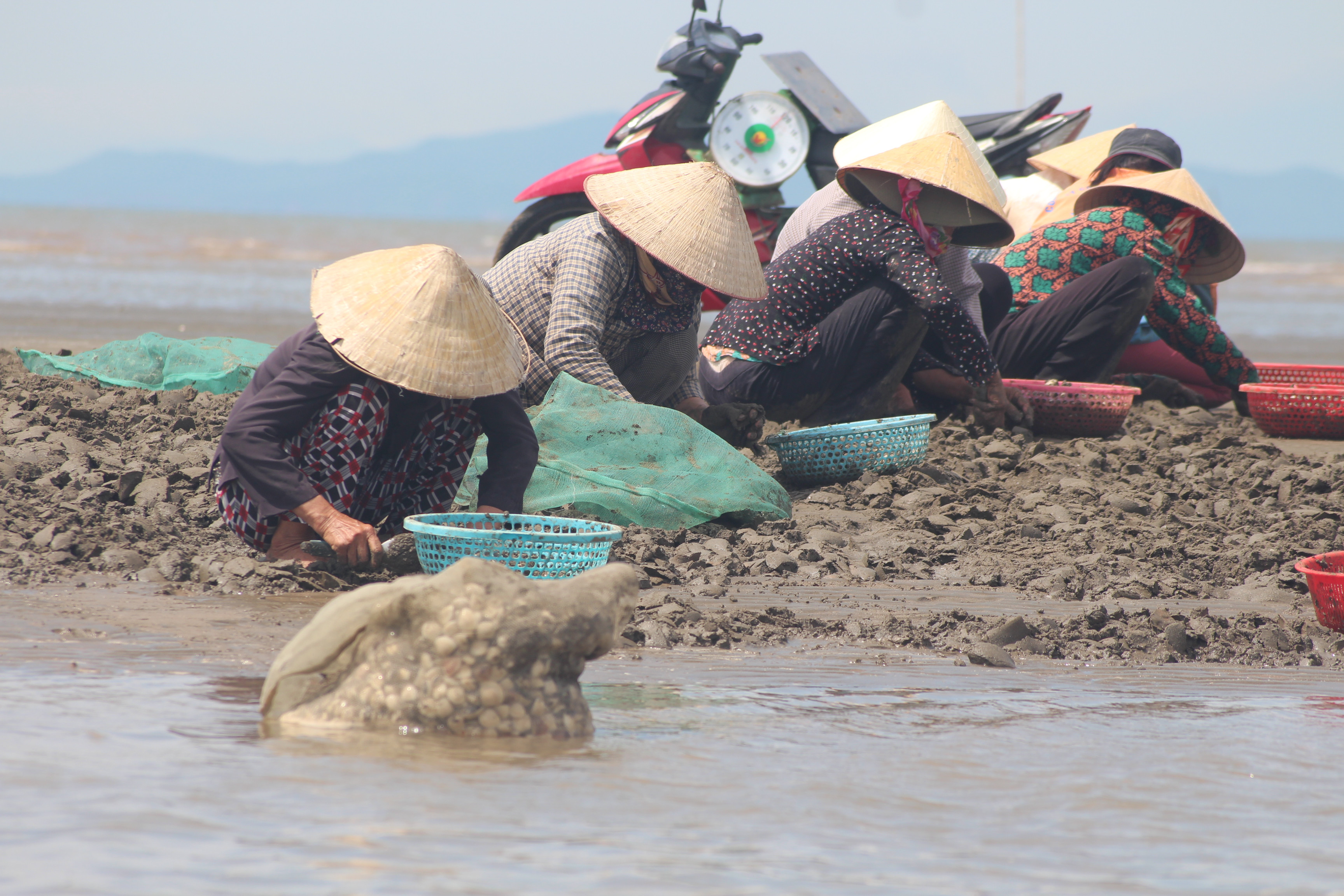 Bà con vùng biển Quỳnh Lưu tập trung thu hoạch ngao. Ảnh VH