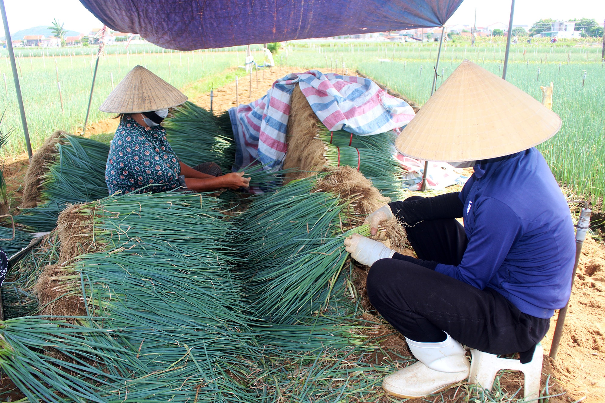 Nông dân xã Quỳnh Lương (Quỳnh Lưu) thu hoạch rau màu. Ảnh: Việt Hùng