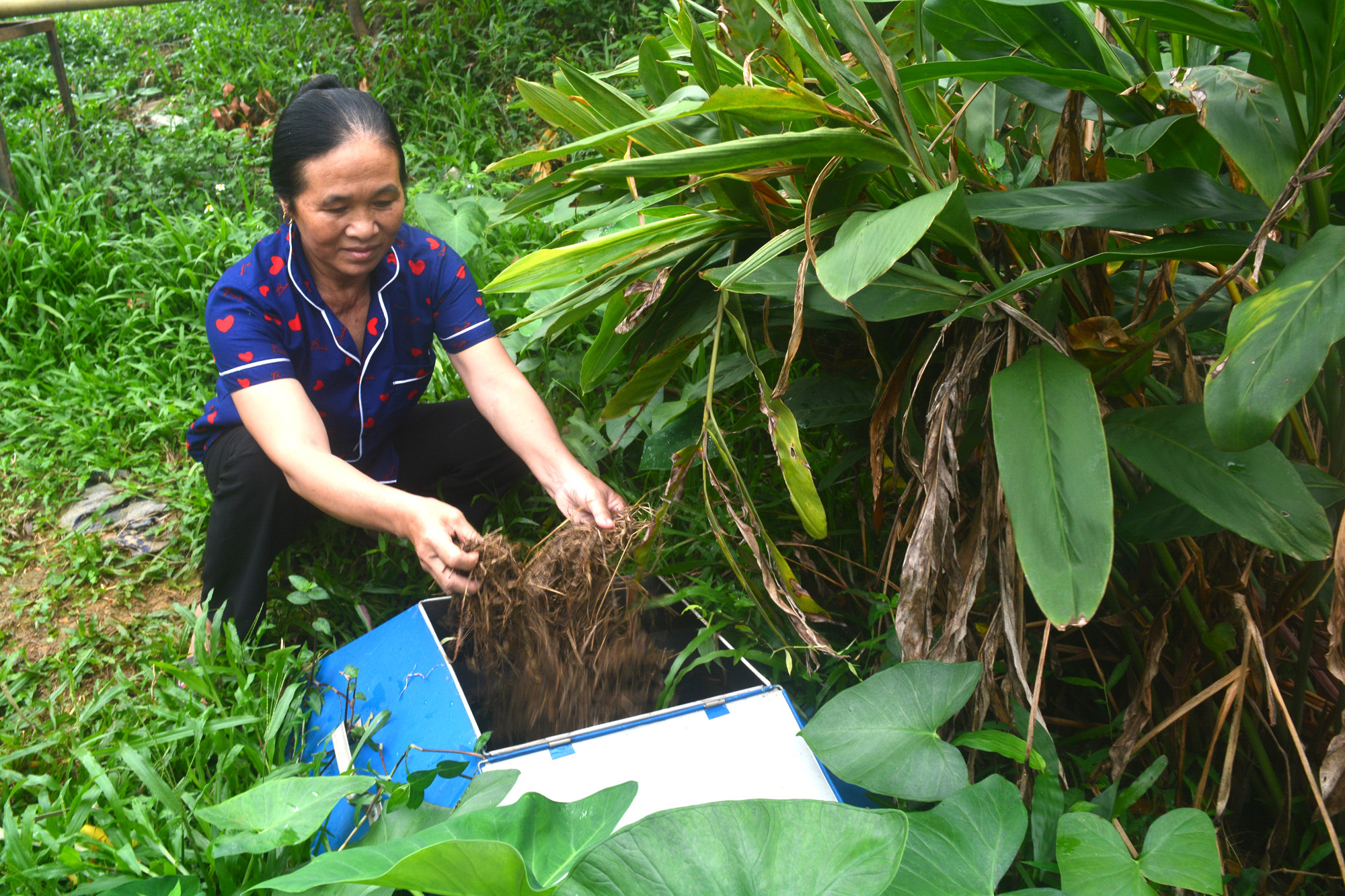 Để tạo dựng thương hiệu, các mô hình vườn hộ áp dụng chăm sóc hướng hữu cơ, chuẩn VietGAP. Trong ảnh: Nông dân Thanh Mai ủ phân hữu cơ bón cho cam. Ảnh: Thanh Phúc