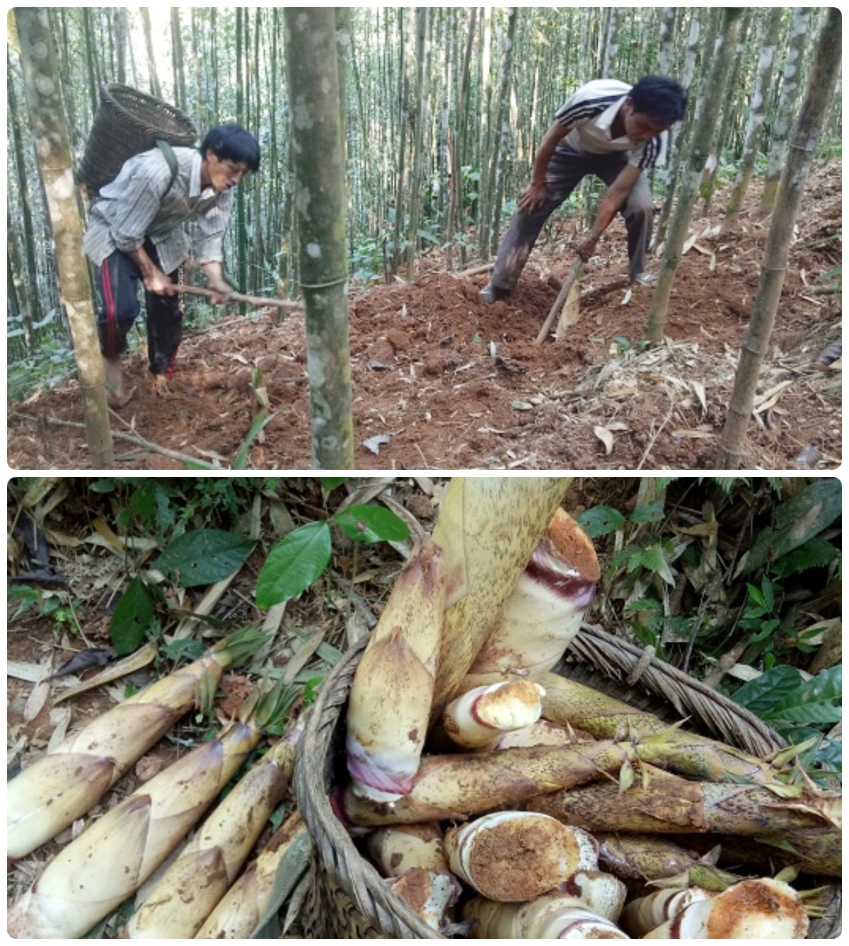 Măng đắng mang lại nguồn thu nhập khá cao cho đồng bào các bản Mông xã Tri Lễ. Ảnh: Ngọc Tăng