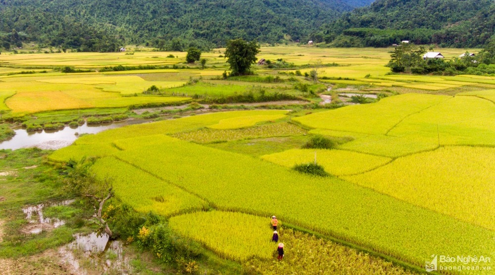 gười dân xã Hạnh Dịch đã biết áp dụng khoa học kỹ thuật vào sản xuất. Nhờ thế năng suất lúa của người dân đã được cải thiện đáng kể. Ảnh: Thành Cường