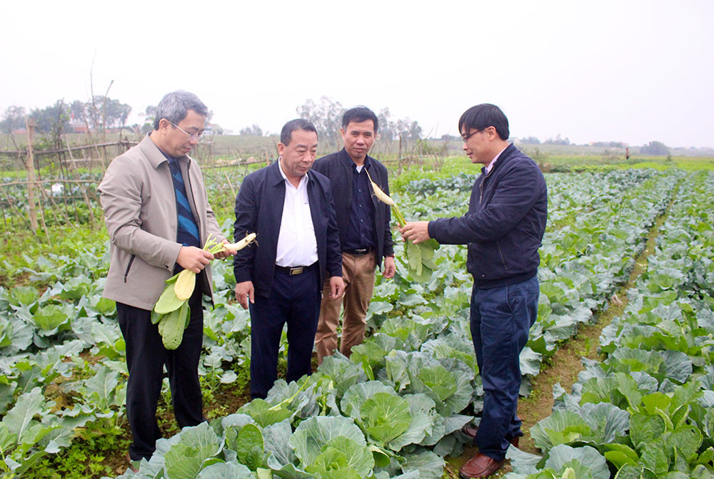 Cây rau màu đem lại hiệu quả kinh tế cao trong vụ đông 2020 tại huyện Hưng Nguyên. Ảnh: Phú Hương