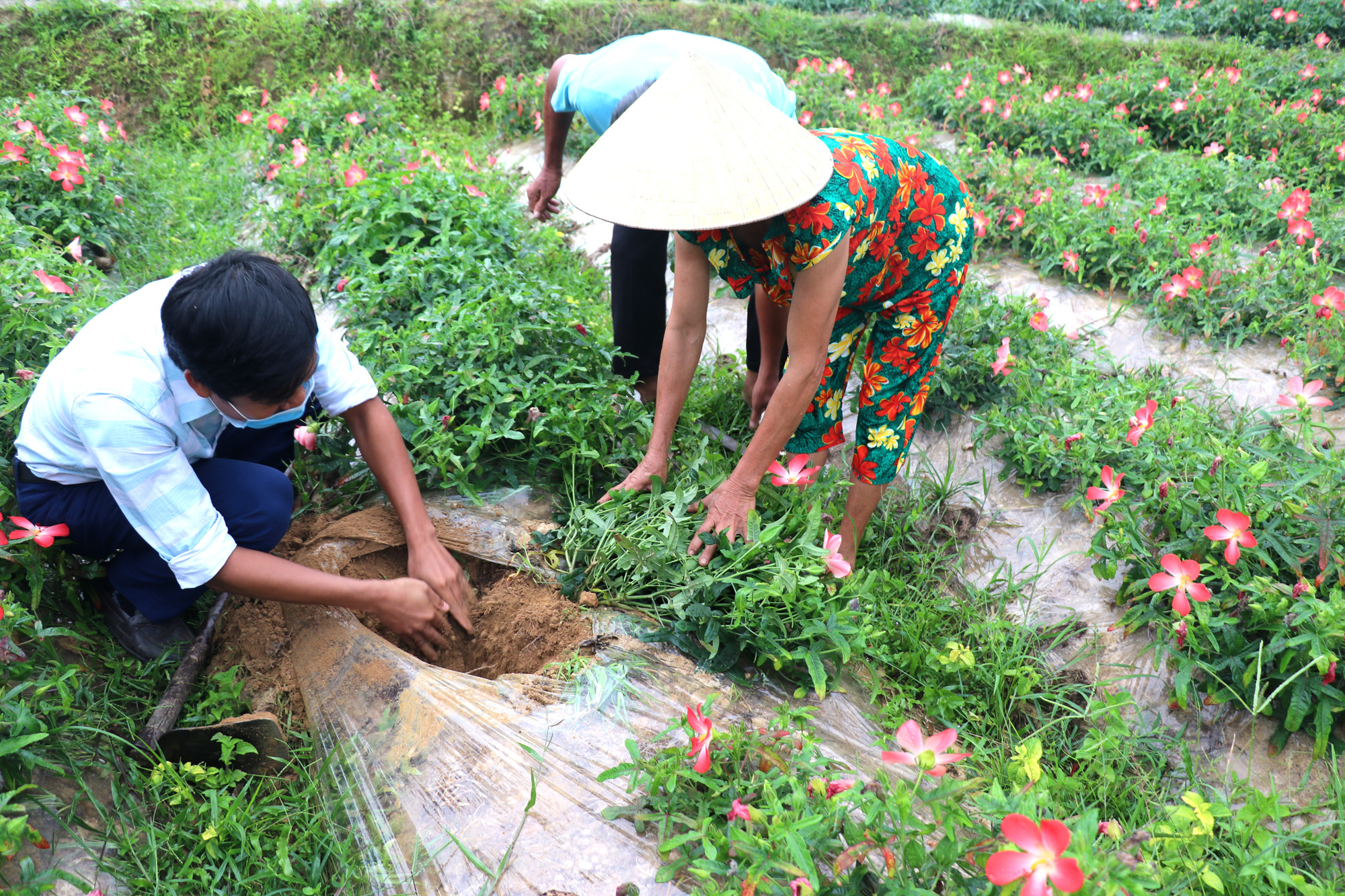 Vườn sâm của ông Trần Văn Trung, xóm 3, Thanh Hà phát triển tốt, sắp sửa cho thu hoạch. Ảnh: Thanh Phúc