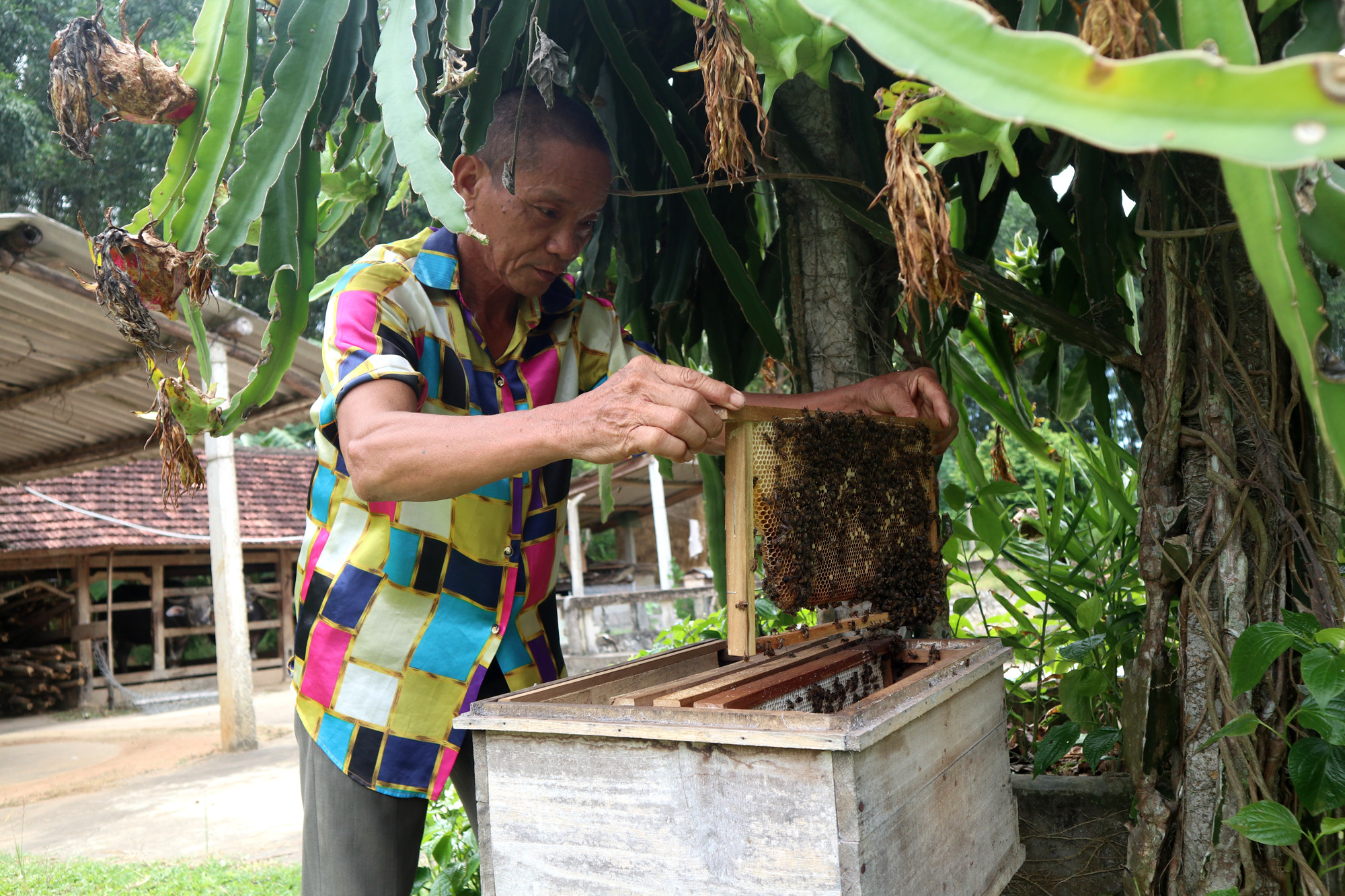 Với lợi thế có 3.500ha đồi rừng trồng keo nguyên liệu nên nghề nuôi ong rất phát triển ở Nghĩa Bình (Tân Kỳ). Ảnh: Thanh Phúc