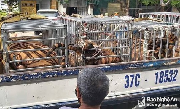 17 con hổ do người dân nuôi nhốt ở Yên Thành. Ảnh CSCC