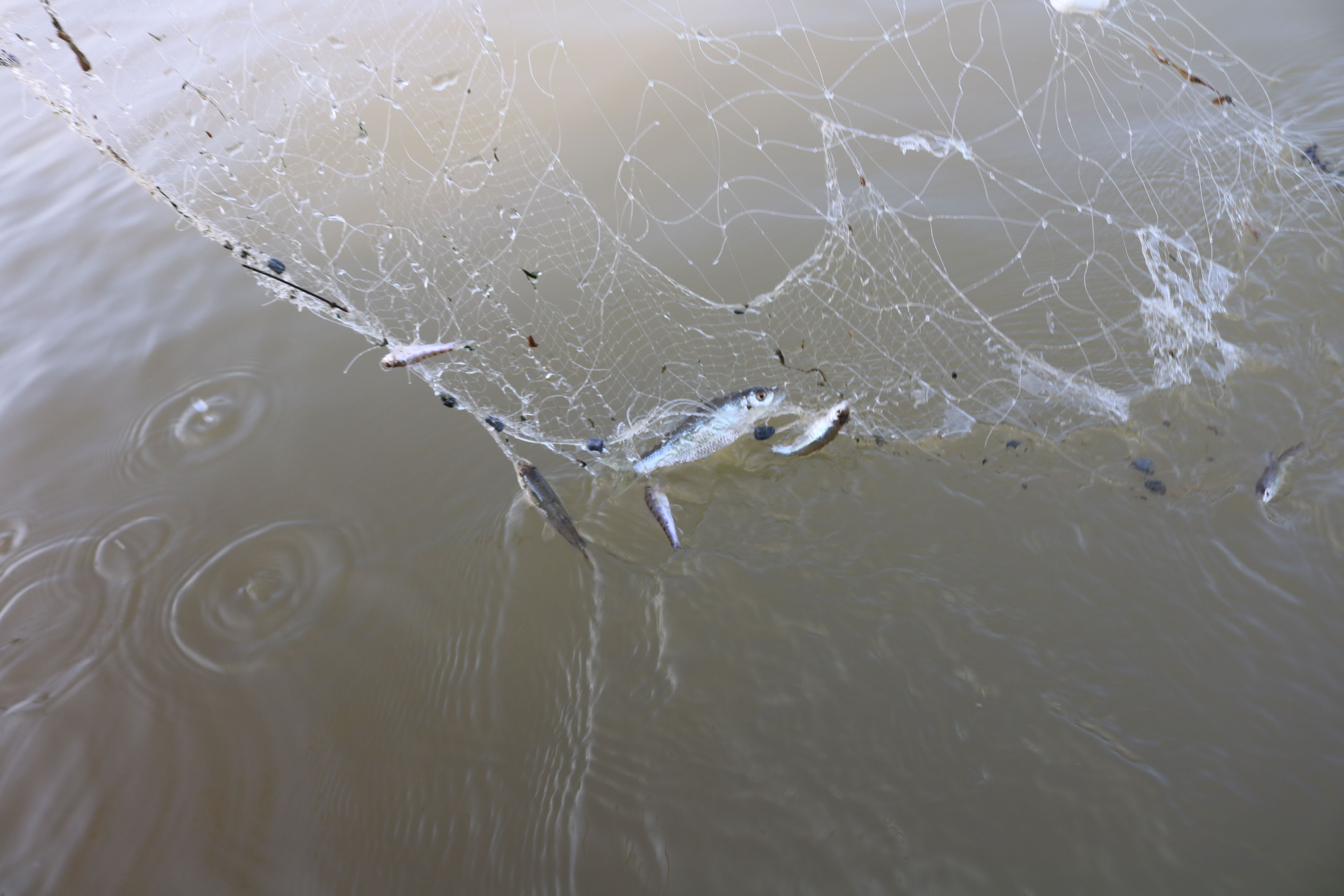 Để bắt được những chú cá còm sông tươi ngon, những người làm nghề vạn chài thường dùng một loại lưới cỡ nhỏ mà người ta vẫn thường gọi là lưới còm