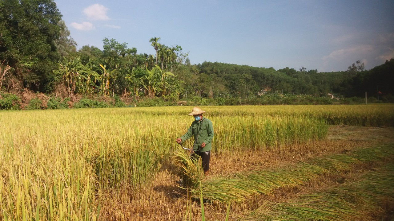 Không quản nắng gắt, các hội viên nông dân xóm Đồng Tâm (Bồi Sơn, Đô Lương) thu hoạch lúa cho các gia đình phải cách ly y tế. Ảnh: Thanh Phúc