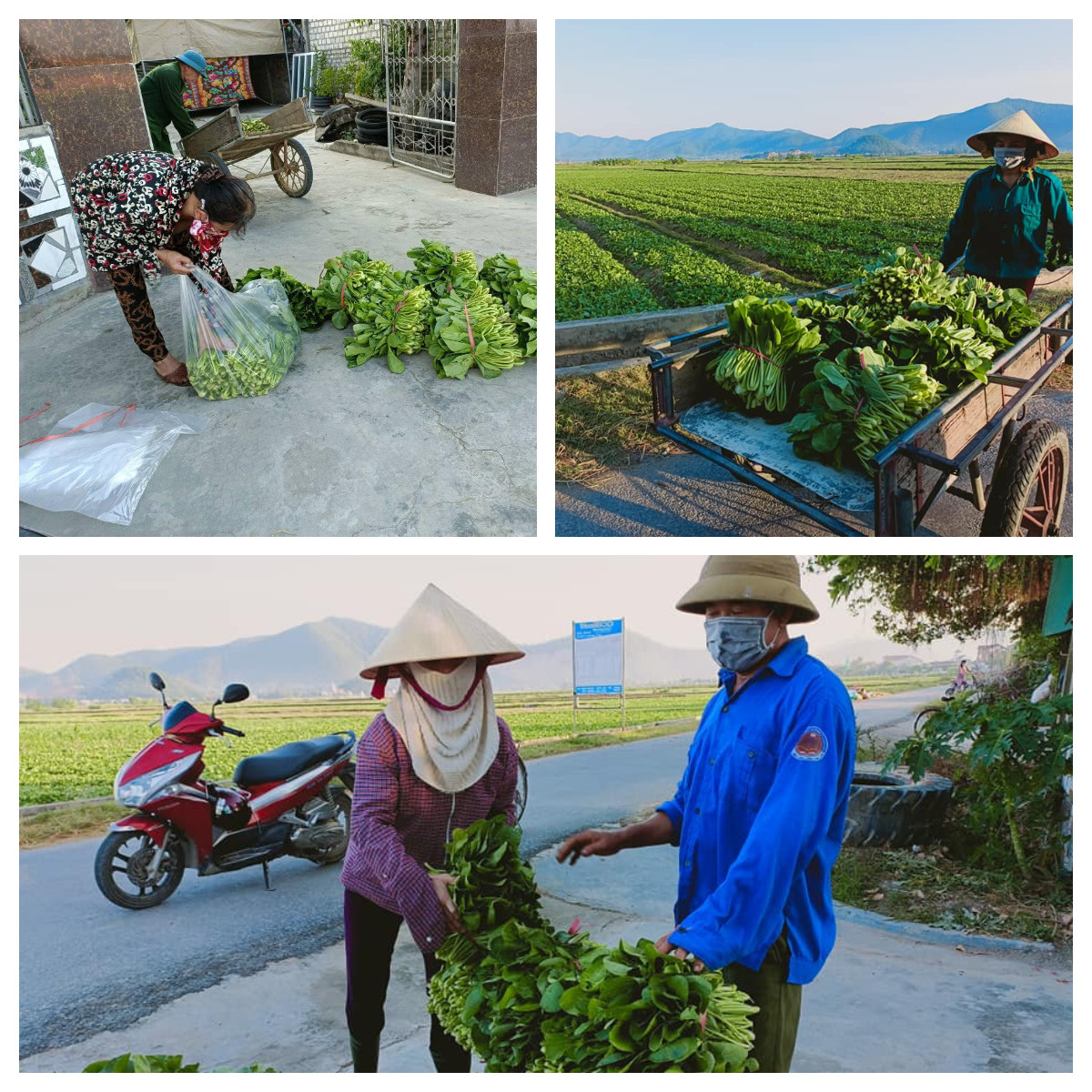 Hiện nay, Hội Nông dân các cấp ở Nghi Lộc triển khai nhiều việc làm cụ thể, thiết thực giúp bà con thu hoạch và tiêu thụ nông sản trong mùa dịch. Ảnh: Thanh Phúc