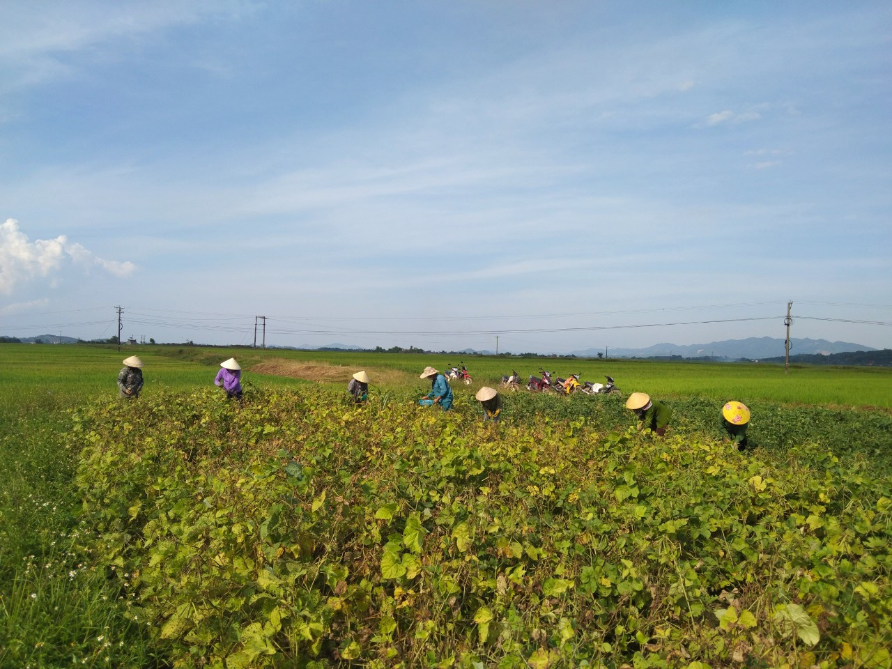 Nông dân xóm Vân Nam (Nghĩa Hợp, Tân Kỳ) giúp gia đình cách ly thu hoạch đậu. Ảnh: Thanh Phúc