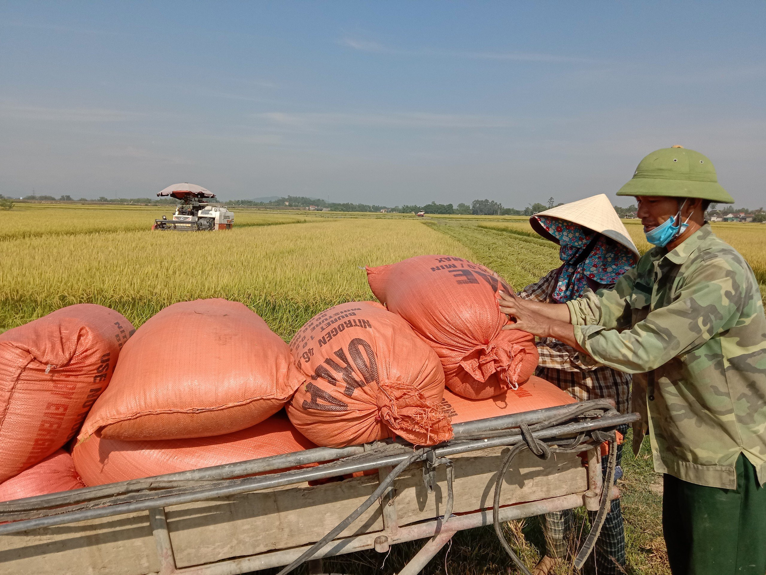 Ông Hoàng Văn Hùng, nông dân xóm 4 xã Thái Sơn- Đô Lương đang chất lúa lên xe để đưa về nhà. Ảnh Ngọc Phương