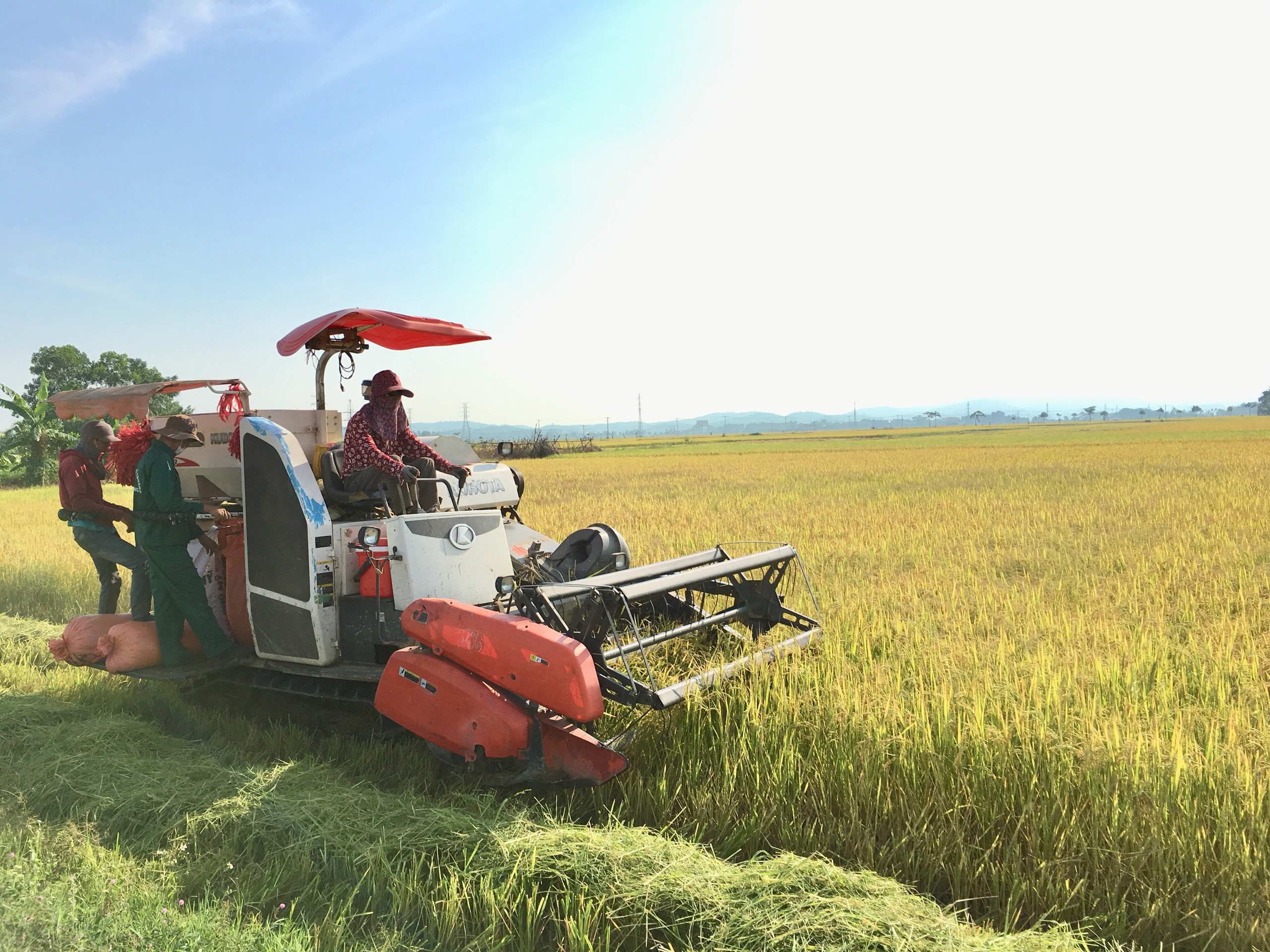 Máy gặt đập liên hoàn trên đồng lúa xóm Hội Tâm xã Thịnh Sơn, Đô Lương. Ảnh Ngọc Phương