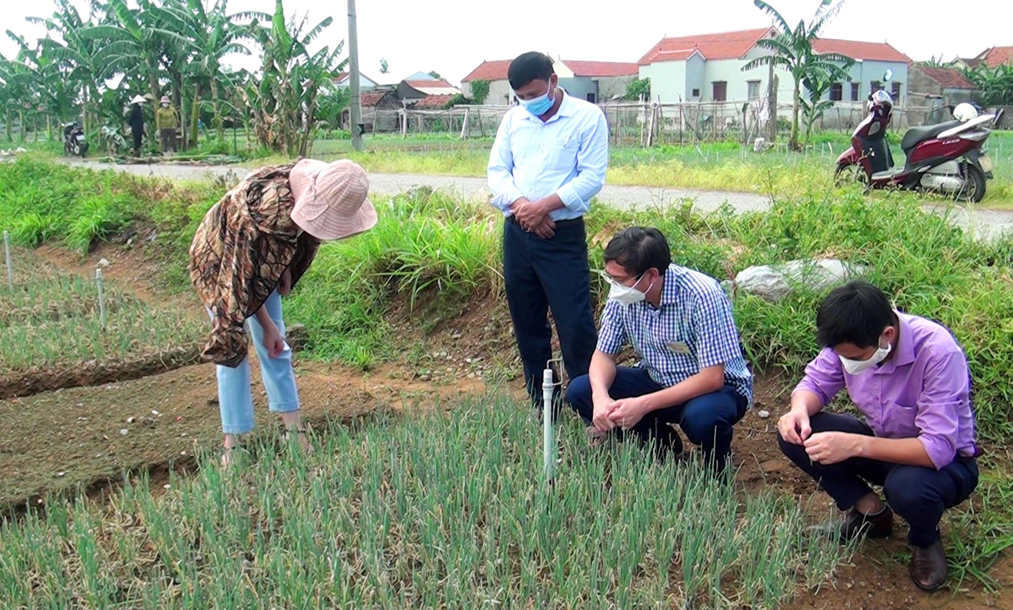 Lãnh đạo huyện kiểm tra thực tế tại cánh đồng để có hướng chỉ đạo, giúp bà con diệt trừ sâu bệnh. Ảnh: Việt Hùng