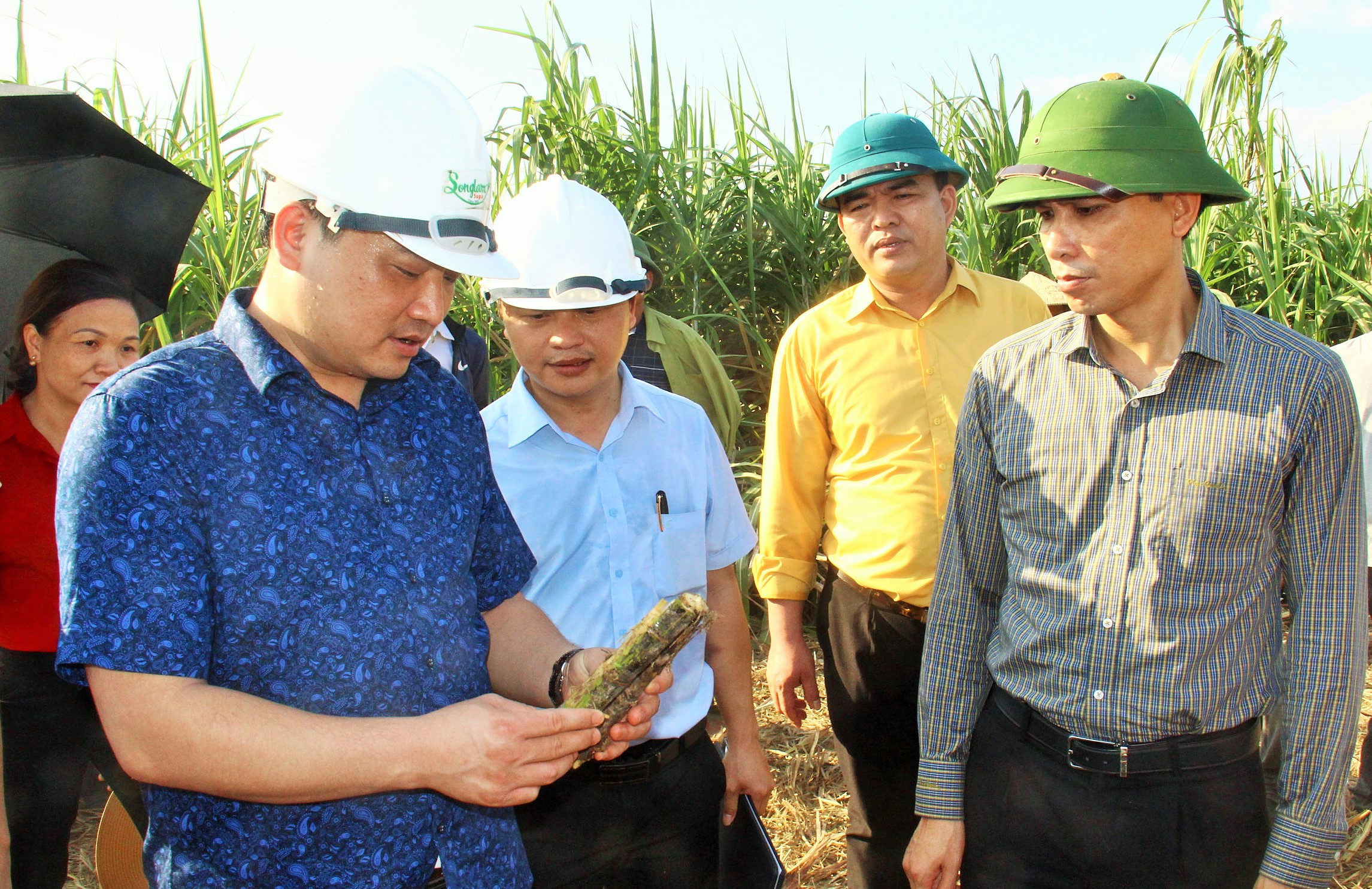 Lãnh đạo huyện Anh Sơn và Công ty CP Mía đường Sông Lam kiểm tra chất lượng mía tại vùng nguyên liệu.