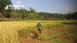 Người dân Nghệ An góp ngày công, giúp gia đình cách ly thu hoạch nông sản