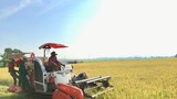 Nghệ An tăng cường máy móc thu hoạch lúa, mỗi hộ chỉ 1 người ra đồng