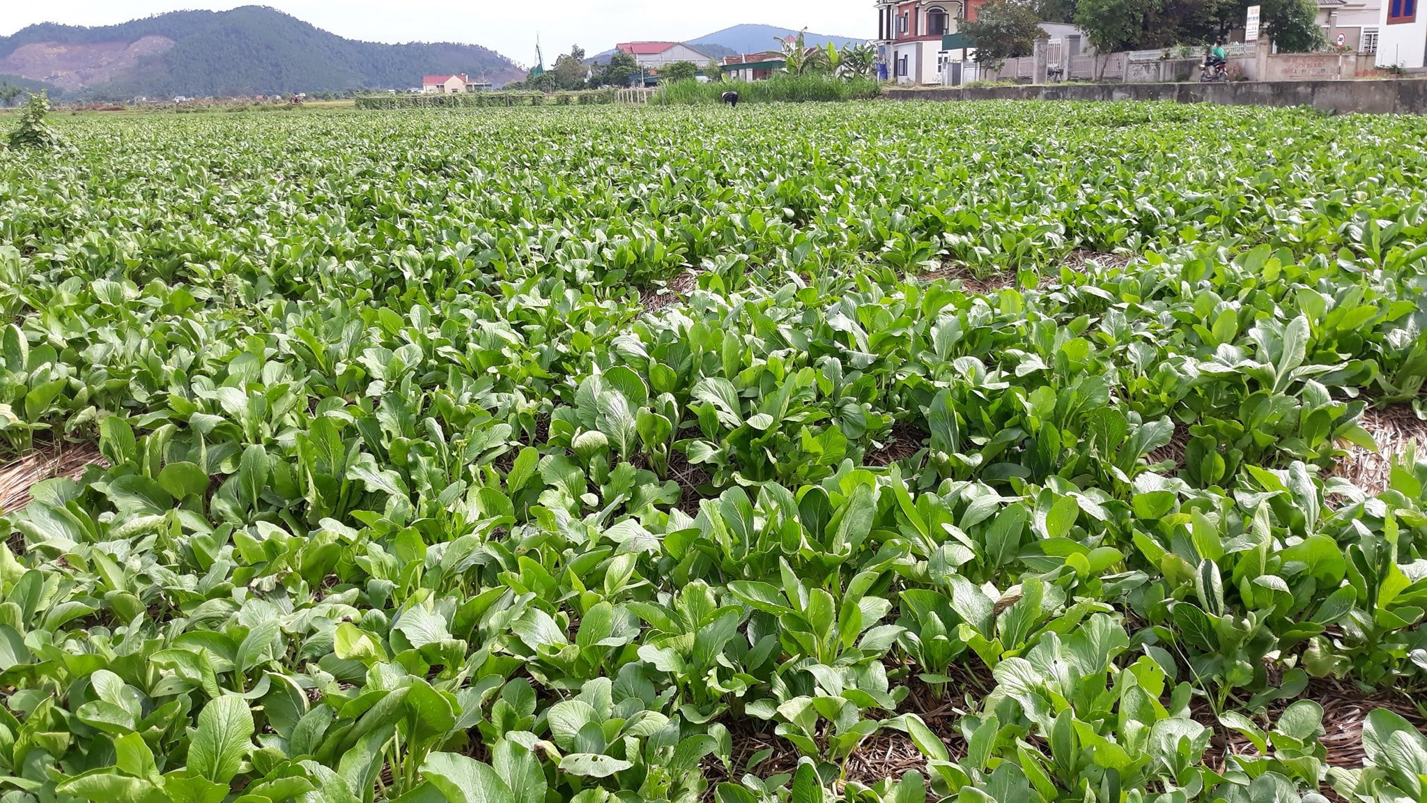 50ha rau trên địa bàn xã Nghi Thuận đã đến lứa thu hoạch nhưng đành nằm đồng vì chưa có nơi tiêu thụ. Ảnh: Thanh Phúc