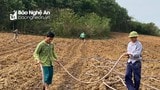 Nông dân Nghĩa Đàn thuê hàng chục ha đất trồng dưa hấu