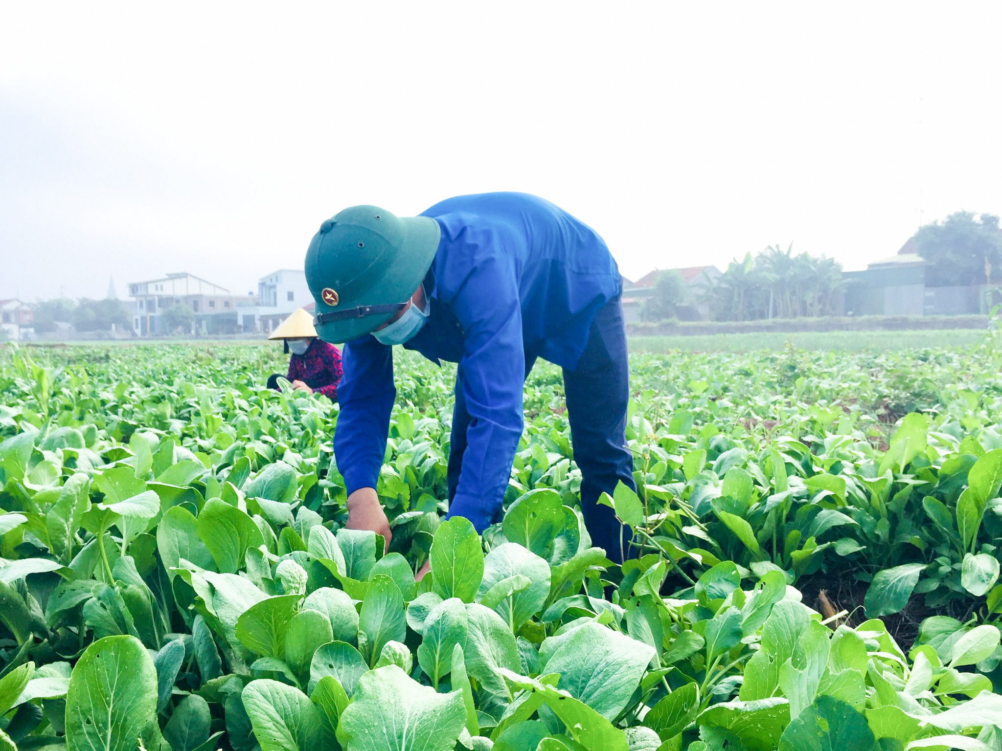 Đoàn viên thanh niên huyện Nghi Lộc thu hoạch rau cung ứng cho các khu công nghiệp trên địa bàn. Ảnh: Thu Hương