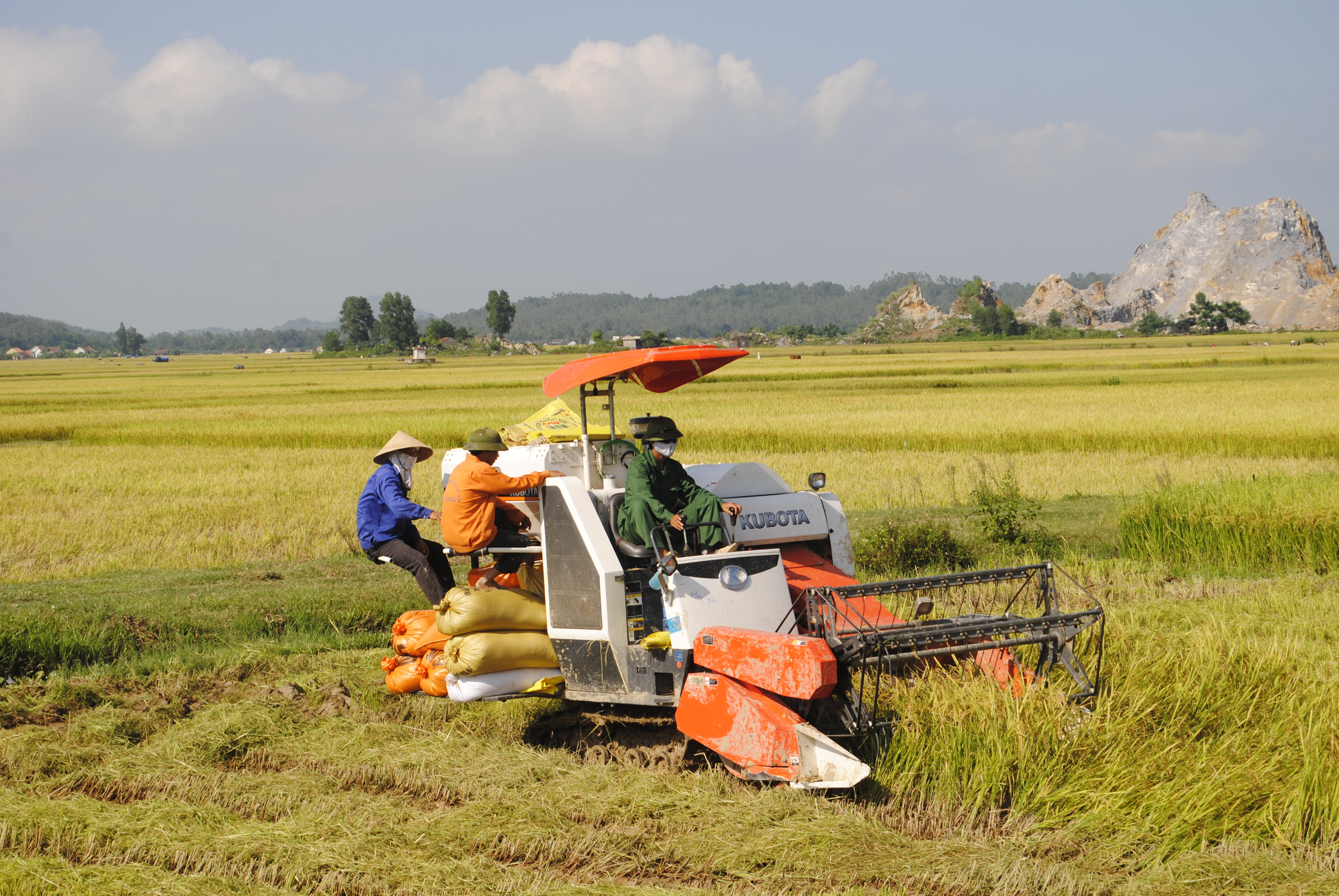 Hiện tại huyện Yên Thành hiện có hơn 1.000 ha lúa theo mô hình liên kết với doanh nghiệp. Ảnh: Mai Hoa