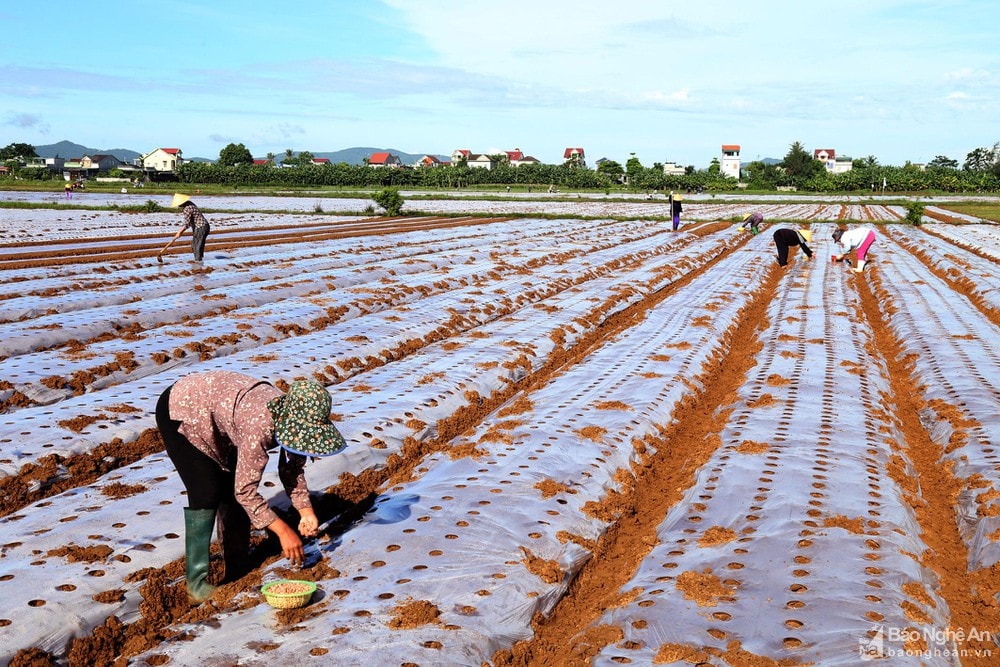 Nông dân Diễn Thịnh (Diễn Châu) xuống đồng sản xuất vụ đông. Ảnh: Cảnh Yên