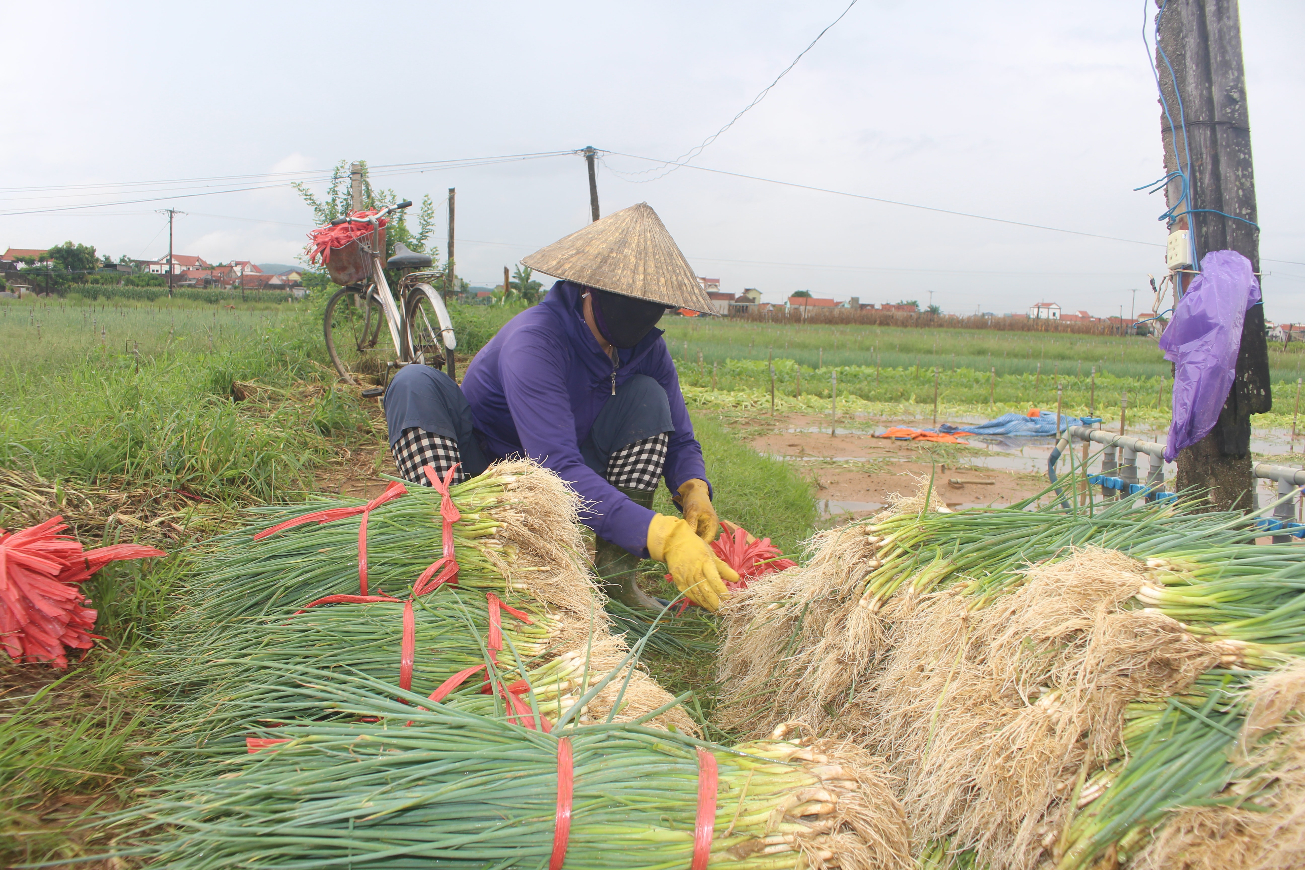 Rau màu được thương lái thu mua rẻ hơn các năm. Ảnh Việt Hùng