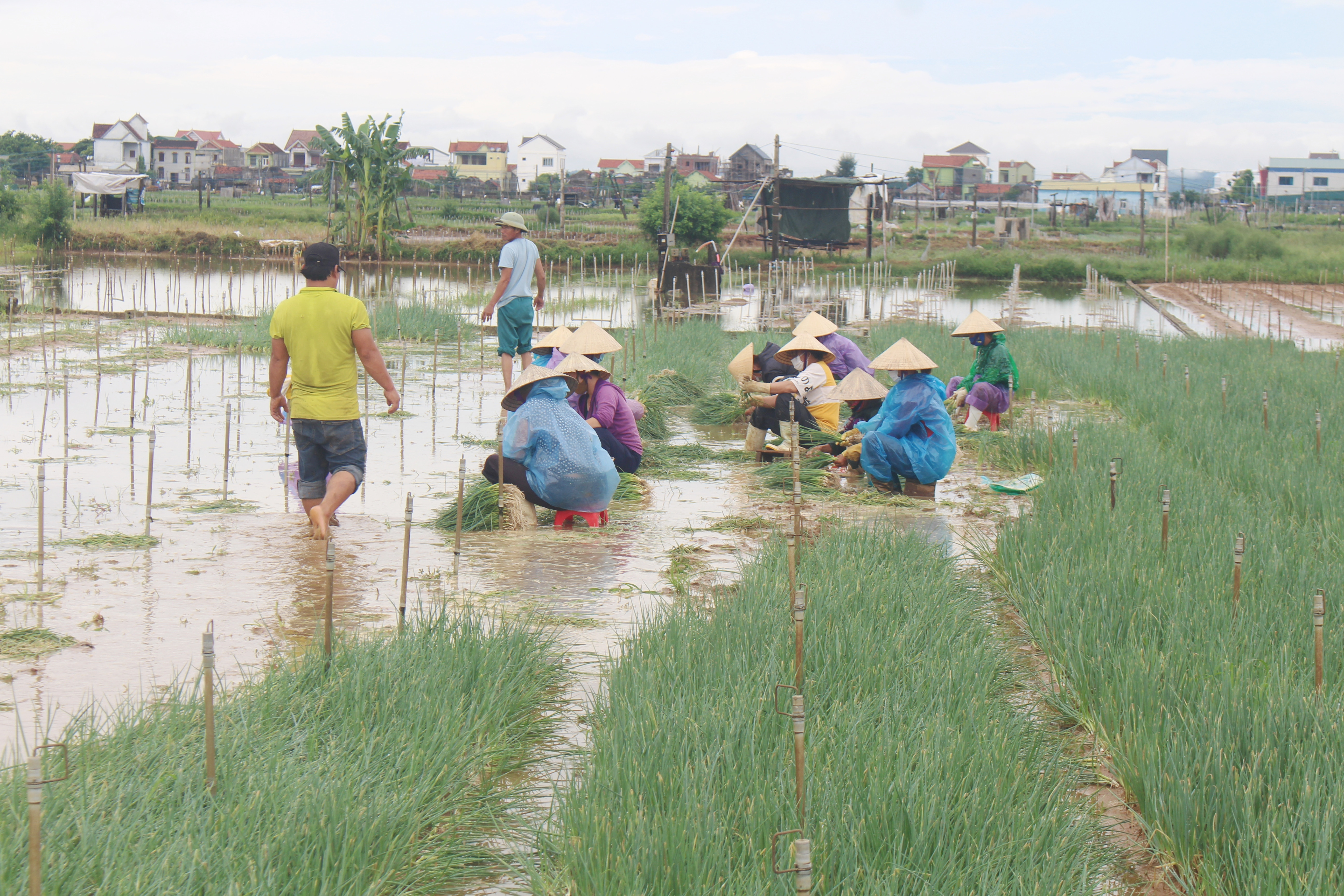 Nông dân Quỳnh Lưu xuống đồng thu hoạch rau màu chạy bão Coson. Ảnh Việt Hùng