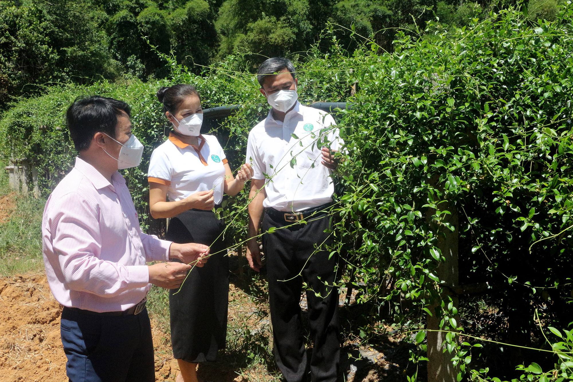 Cán bộ Ngân hàng Chính sách xã hội huyện Con Cuông trao đổi với doanh nghiệp về vùng nguyên liệu. Ảnh: Thu Huyền