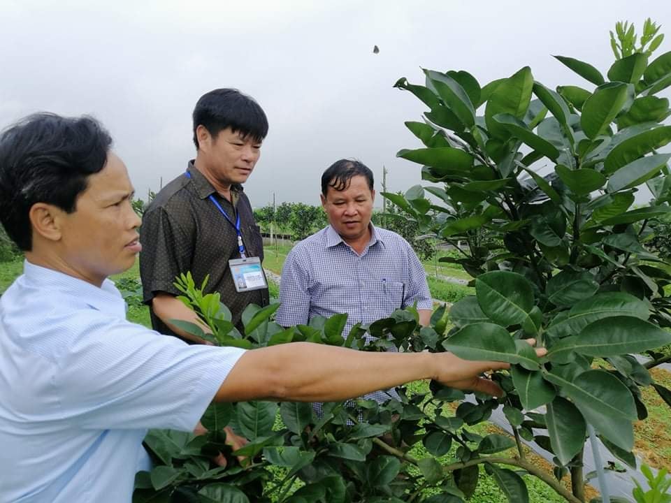 Thông qua chuyển đổi cơ cấu cây trồng, xã Thanh Liên đã hình thành được vùng chuyên canh cây ăn quả bười diễn, bười da xanh, mít, ổi. Ảnh: Mai Hoa