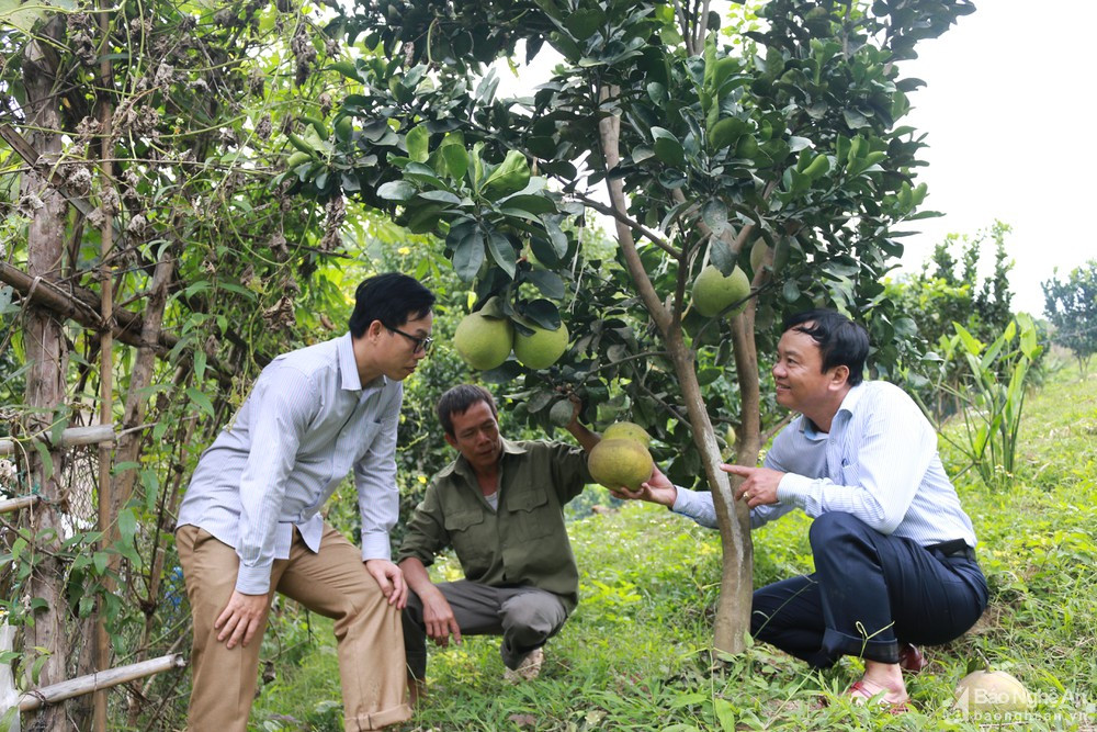 Lãnh đạo Huyện ủy Tương Dương thăm quan mô hình trồng bưởi diễn của người dân tại xã Xá Lượng. Ảnh Đ.N.j
