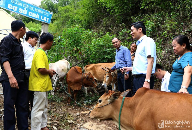 Bàn giao bò giống cho hộ nghèo tại huyện Kỳ Sơn. Ảnh tư liệu của  Nguyễn Hải
