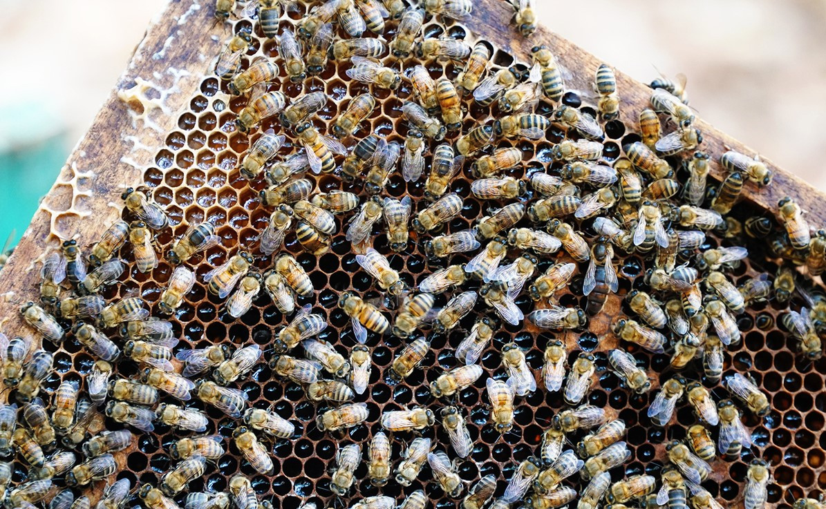 theo kinh nghiệm của anh Trung mật ong nuôi trong rừng keo, tràm đặc biệt hơn so với những nơi khác vì nó hoàn toàn tự nhiên