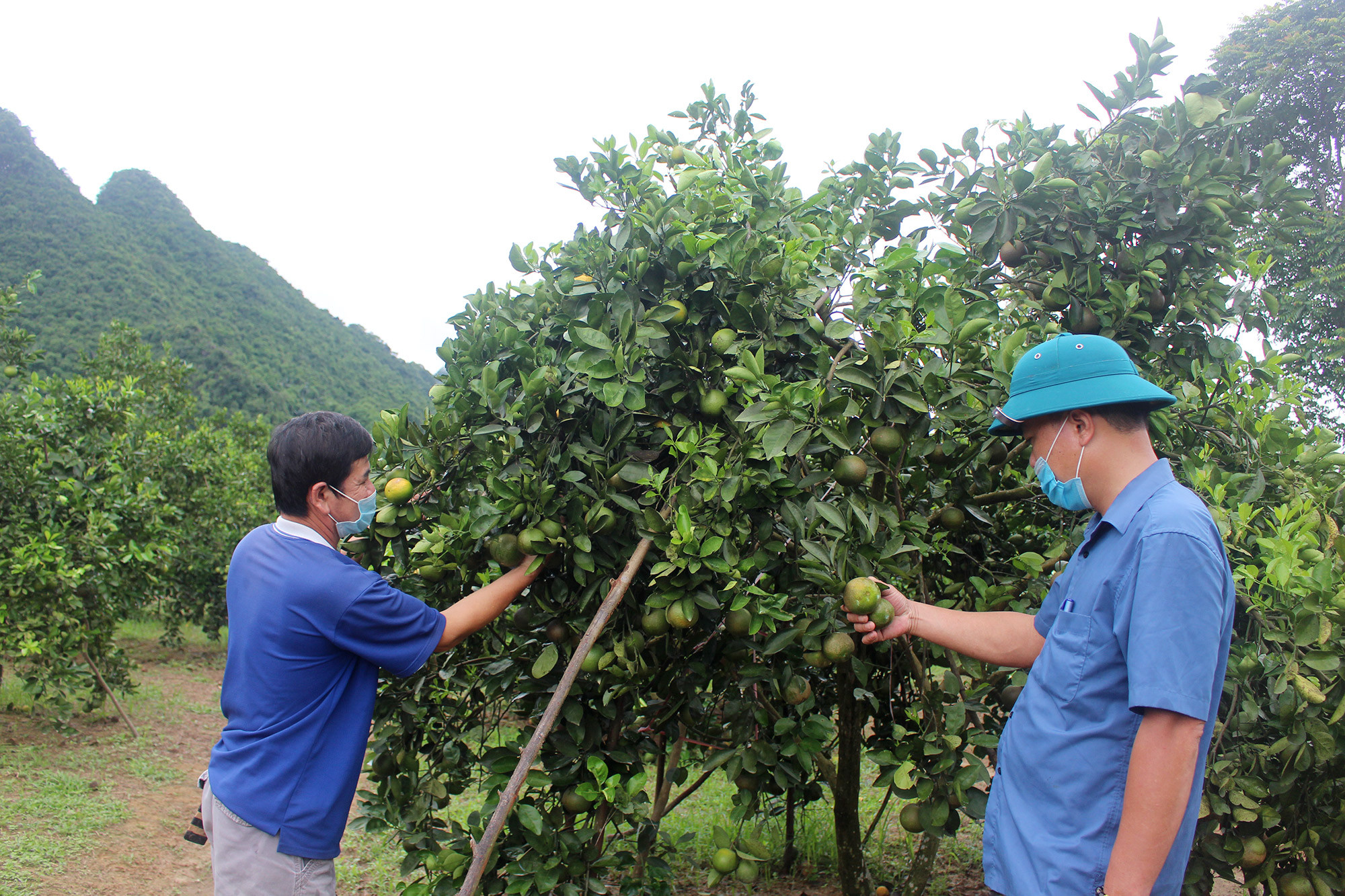 Các vườn cam tại huyện Con Cuông bắt đầu bước vào mùa thu hoạch. Ảnh: Bảo Hân