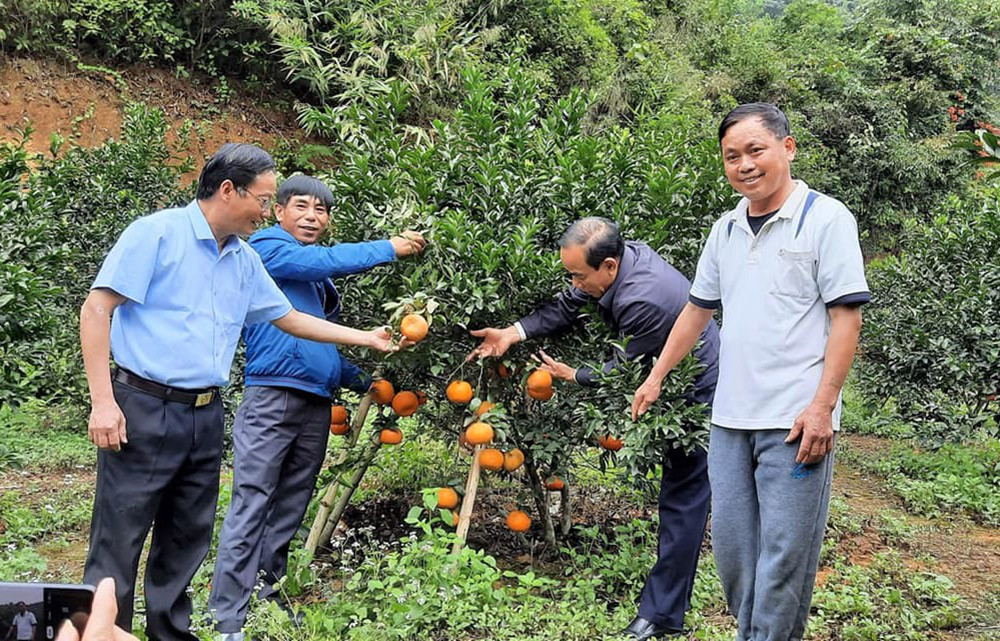 Hiện nay các cấp, các ngành huyện Anh Sơn đang từng bước khôi phục và phát triển giống cam bù Sen này nhằm tạo ra giá trị bền vững cho một sản phẩm đặc trưng ở huyện Anh Sơn