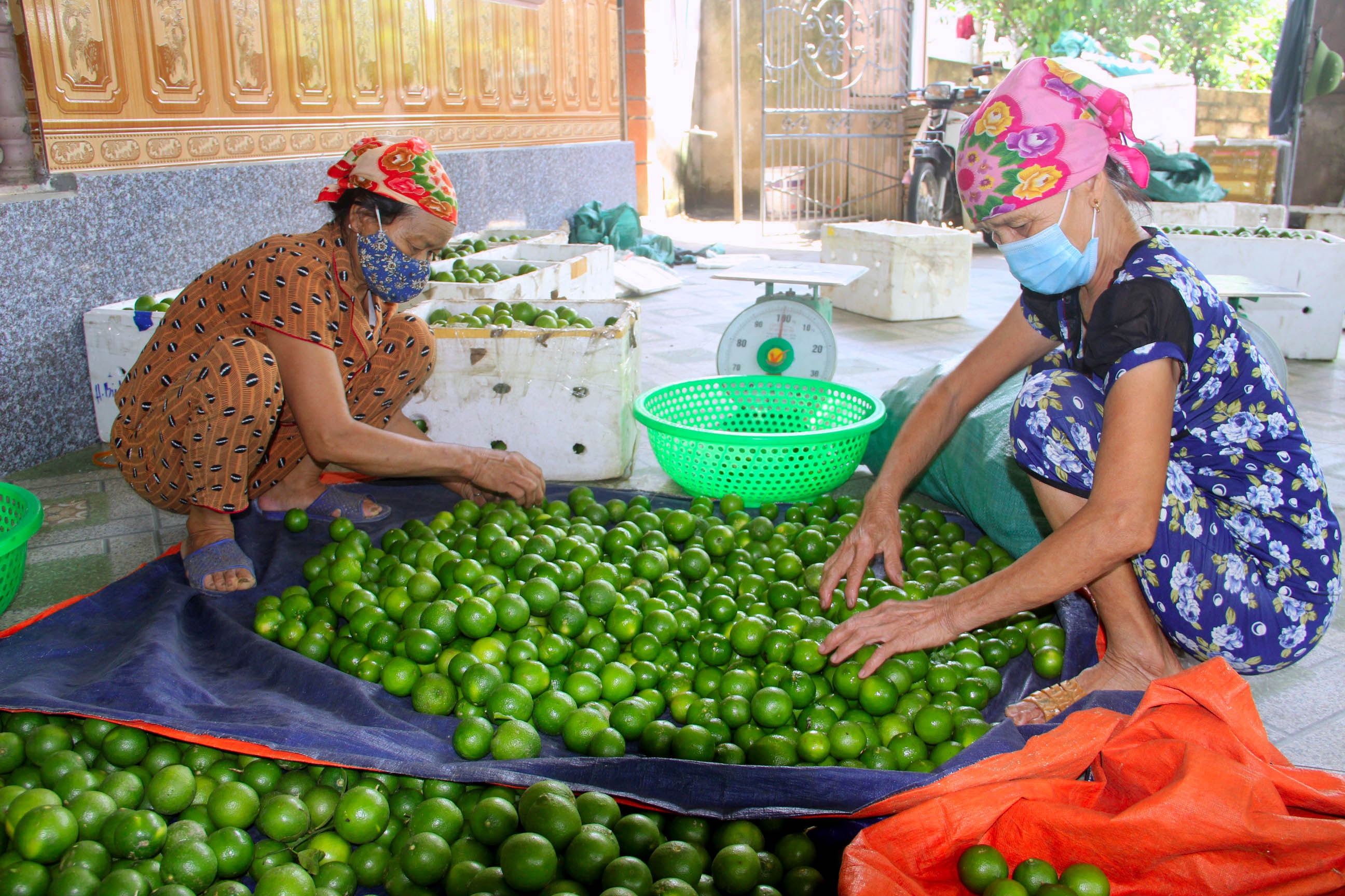 Do việc tiêu thụ khó khăn trong mùa dịch nên các thương lái cũng chỉ nhập chanh loại 1, hạn chế nhập đại trà như các năm trước. Ảnh: Nguyên Châu