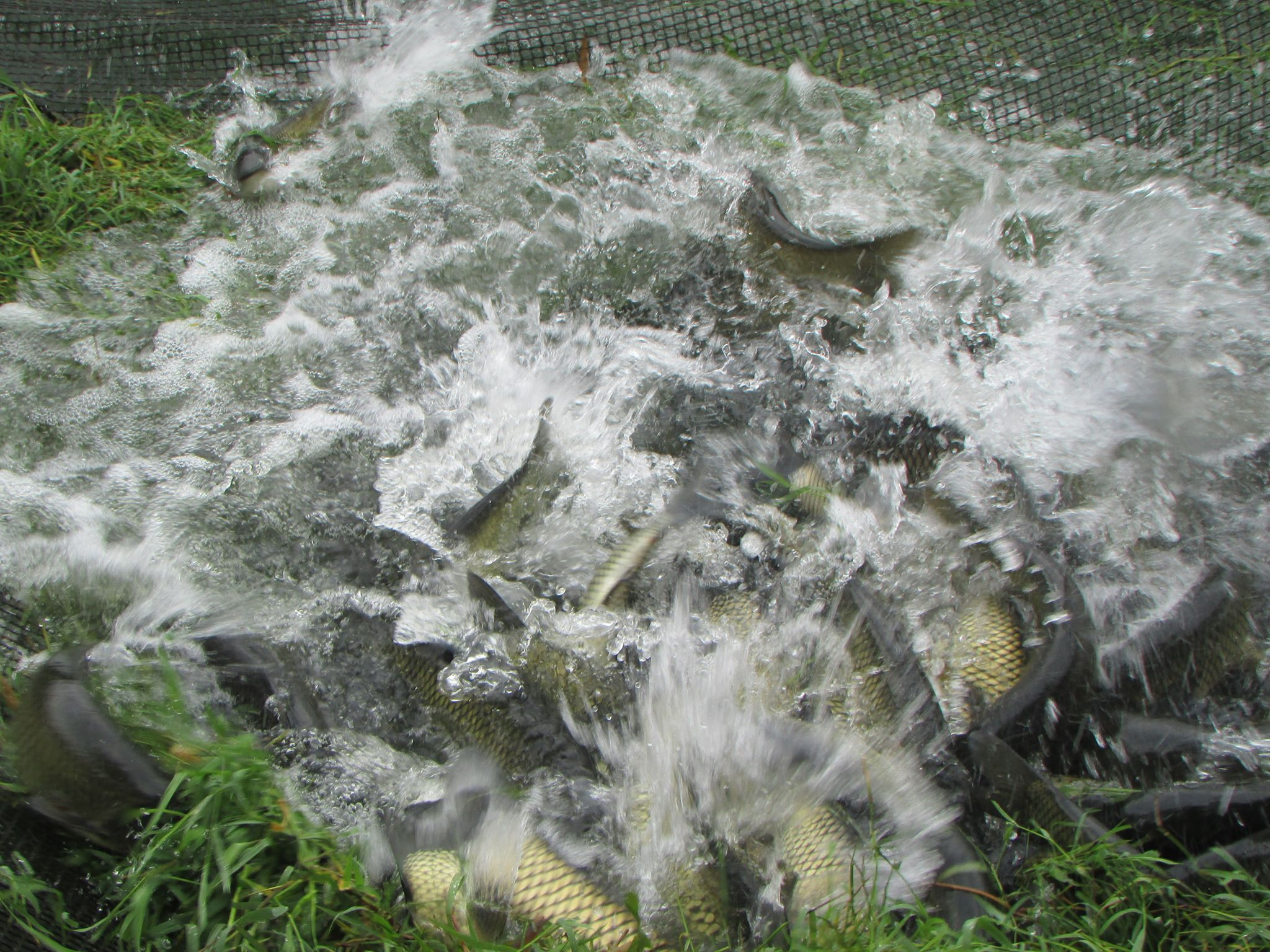 Hiện 30% sản lượng cá ở Tân Phú đã được tiêu thụ với mức giá trung bình 26.000 đồng/kg. Ảnh: Thanh Phúc