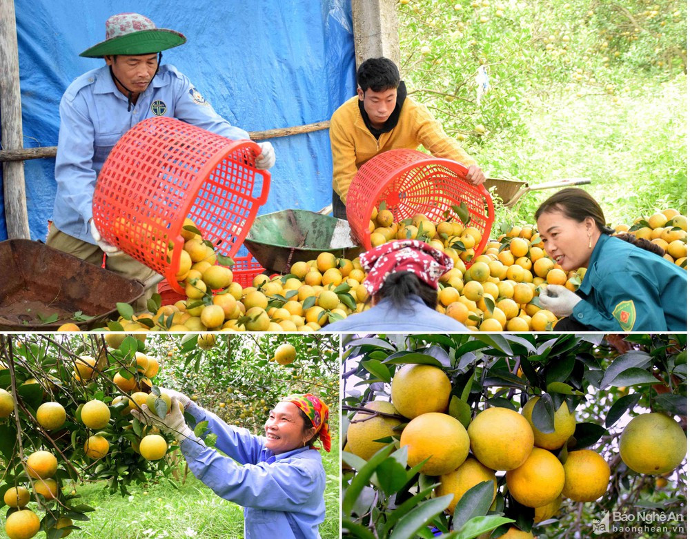 Thu hoạch cam tại huyện Yên Thành. Ảnh tư liệu: Xuân Hoàng