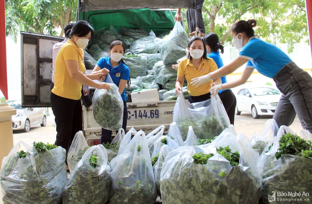 Ủy ban MTTQ thị xã Thái Hòa vận chuyển và trao trực tiếp tới Ủy ban MTTQ TP. Vinh hơn 4 tấn rau, củ tươi nhằm chung tay cùng thành phố Vinh hỗ trợ, giúp đỡ người dân có hoàn cảnh khó khăn trên địa bàn thành phố trong đợt dịch Covid -19 vừa qua. Ảnh tư liệu: Thanh Quỳnh