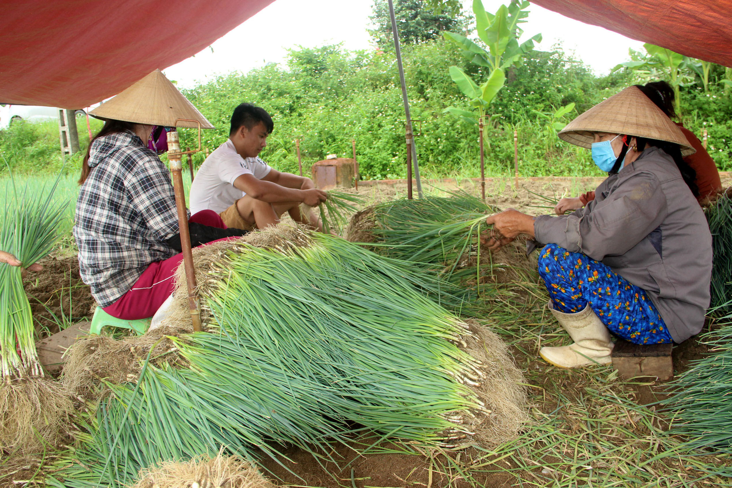 Một số hộ thu hoạch hành hoa đeer vớt vát sau lũ nhưng giá bán chỉ 5.000 đồng/kg. Ảnh: Quang An