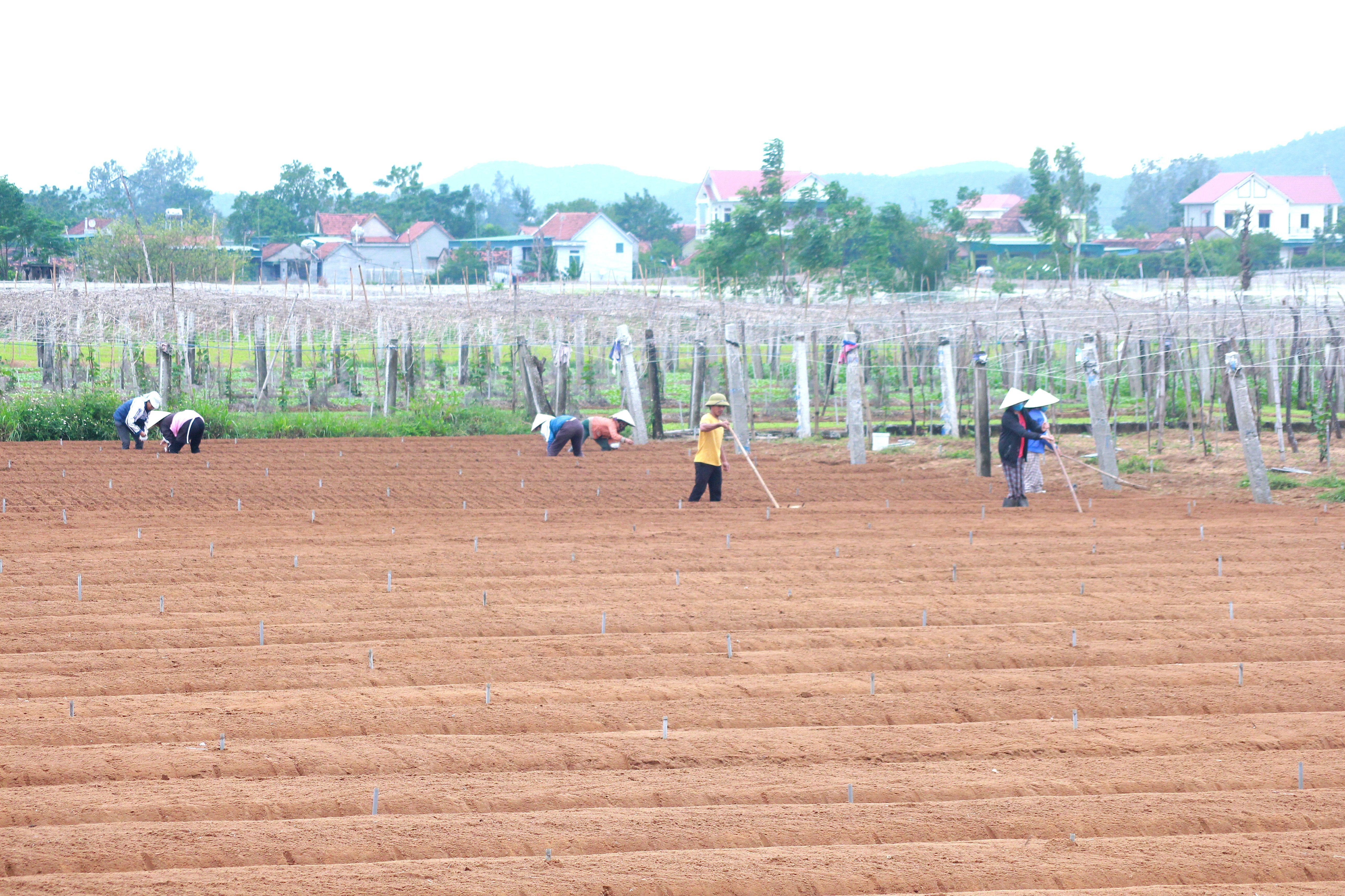 Tranh thủ thời tiết nắng ráo, bà con ở các xã bãi ngang huyện Quỳnh Lưu đang tập trung xuống đồng để khắc phục mưa lũ, tất bật với khâu làm đất, lên luống để chuẩn bị cho vụ sản xuất rau màu.