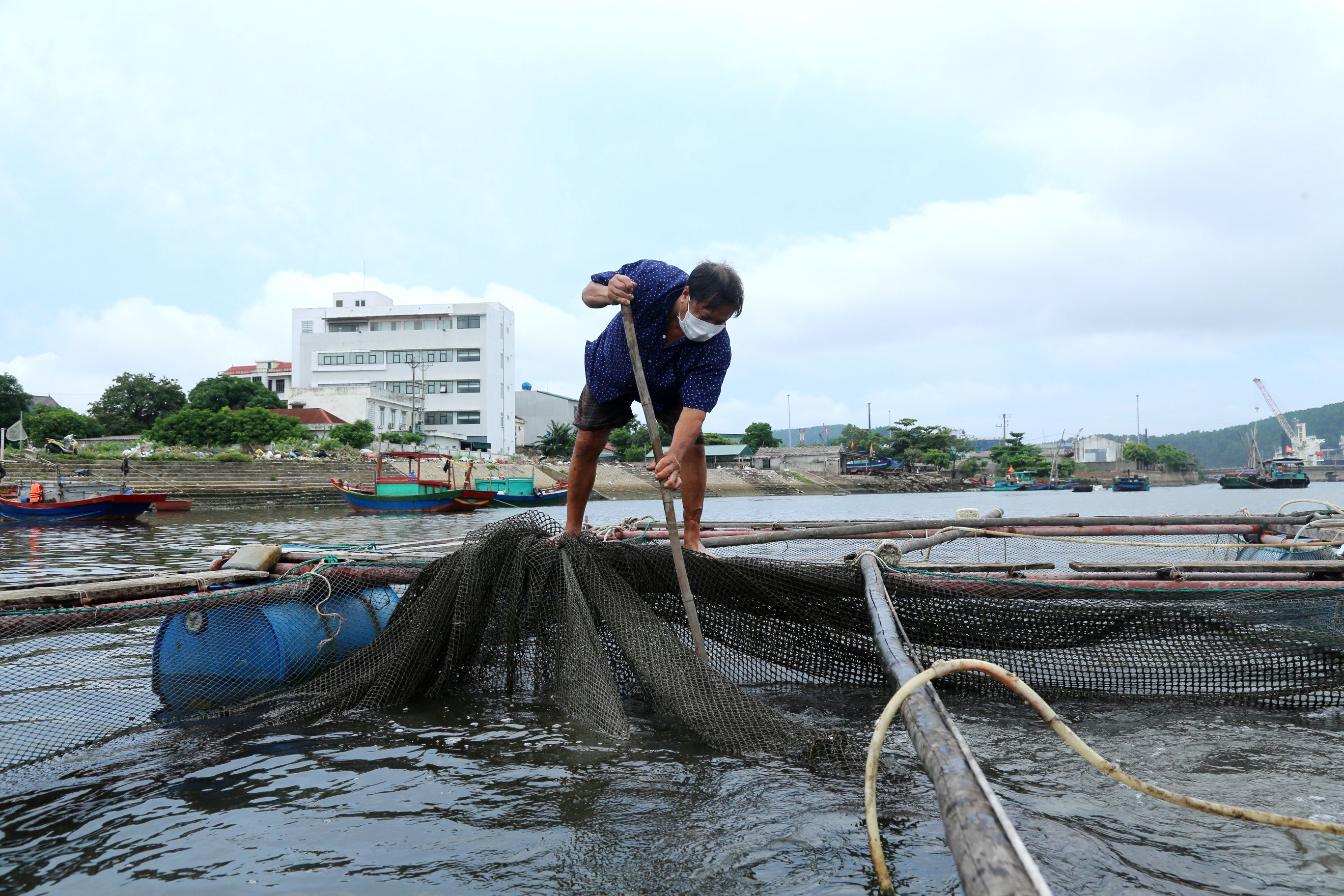 Hiện đã quá kỳ thu hoạch nhưng hàng trăm tấn cá của ngư dân Nghi Lộc, Cửa Lò vẫn 