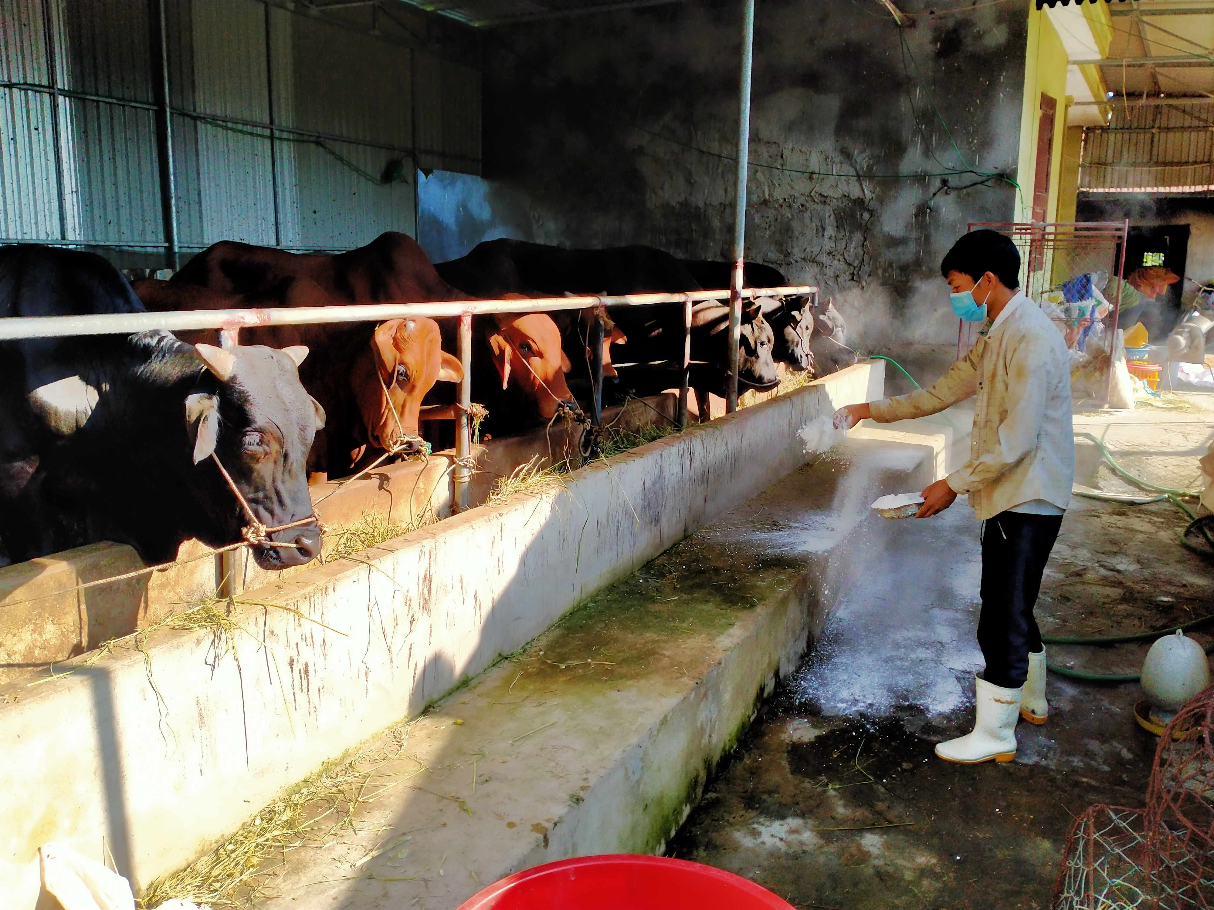 Người chăn nuôi ở huyện Quỳnh Lưu thường xuyên rắc vôi bột khử khuẩn môi trường chăn nuôi sau mưa lũ