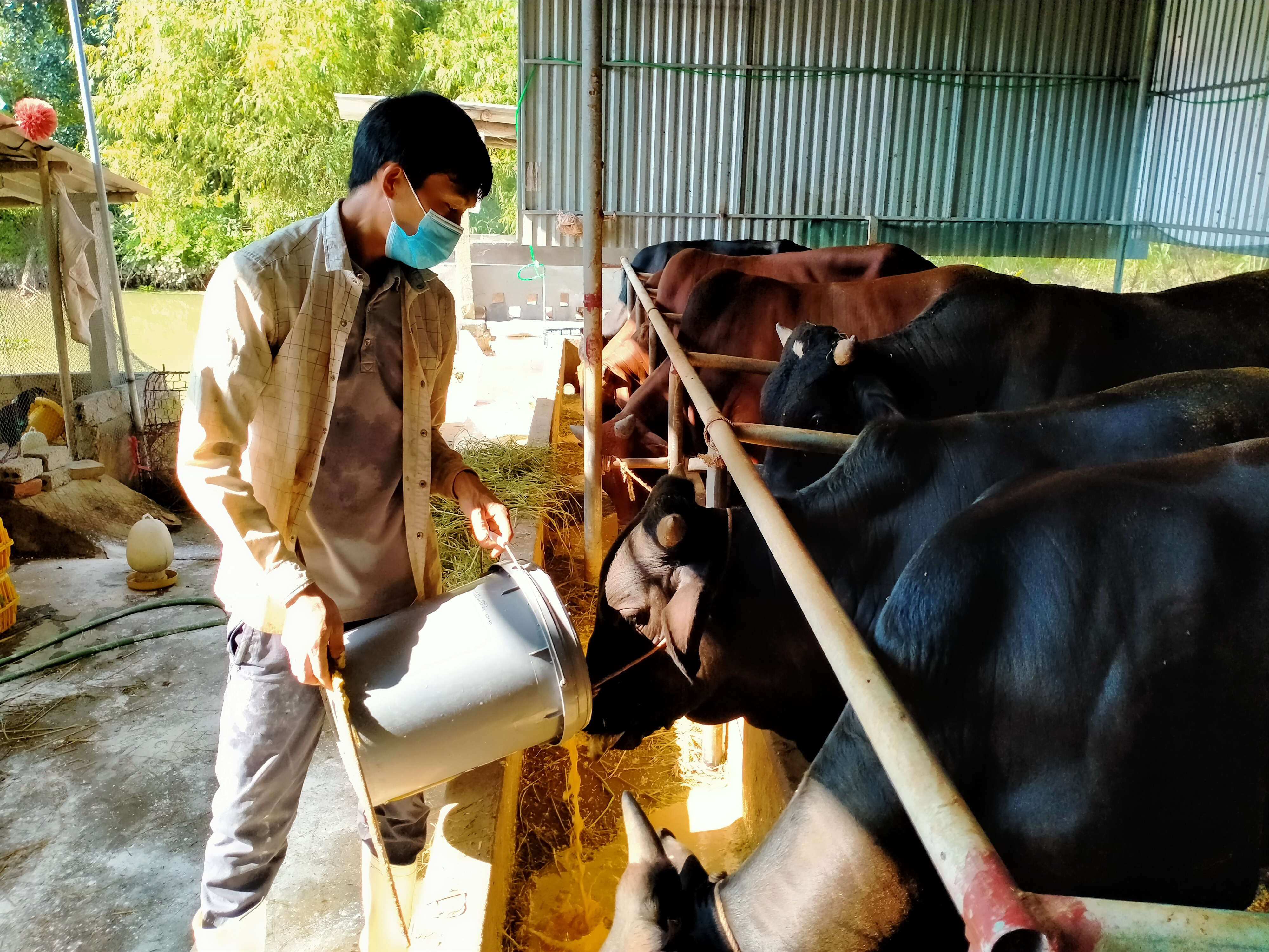 Đa số người chăn nuôi đều chú trọng bổ sung đầy đủ chất dinh dưỡng để tăng sức đề kháng cho vật nuôi