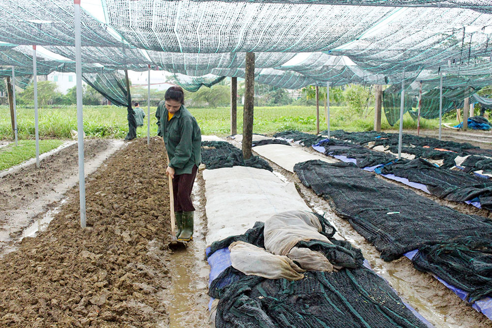 Người trồng rau xã Hưng Đông, Tp Vinh chuẩn bị sản xuất lại sau thiệt hại nặng nề do mưa lụt trong vụ đông 2020. Ảnh: Phú Hương