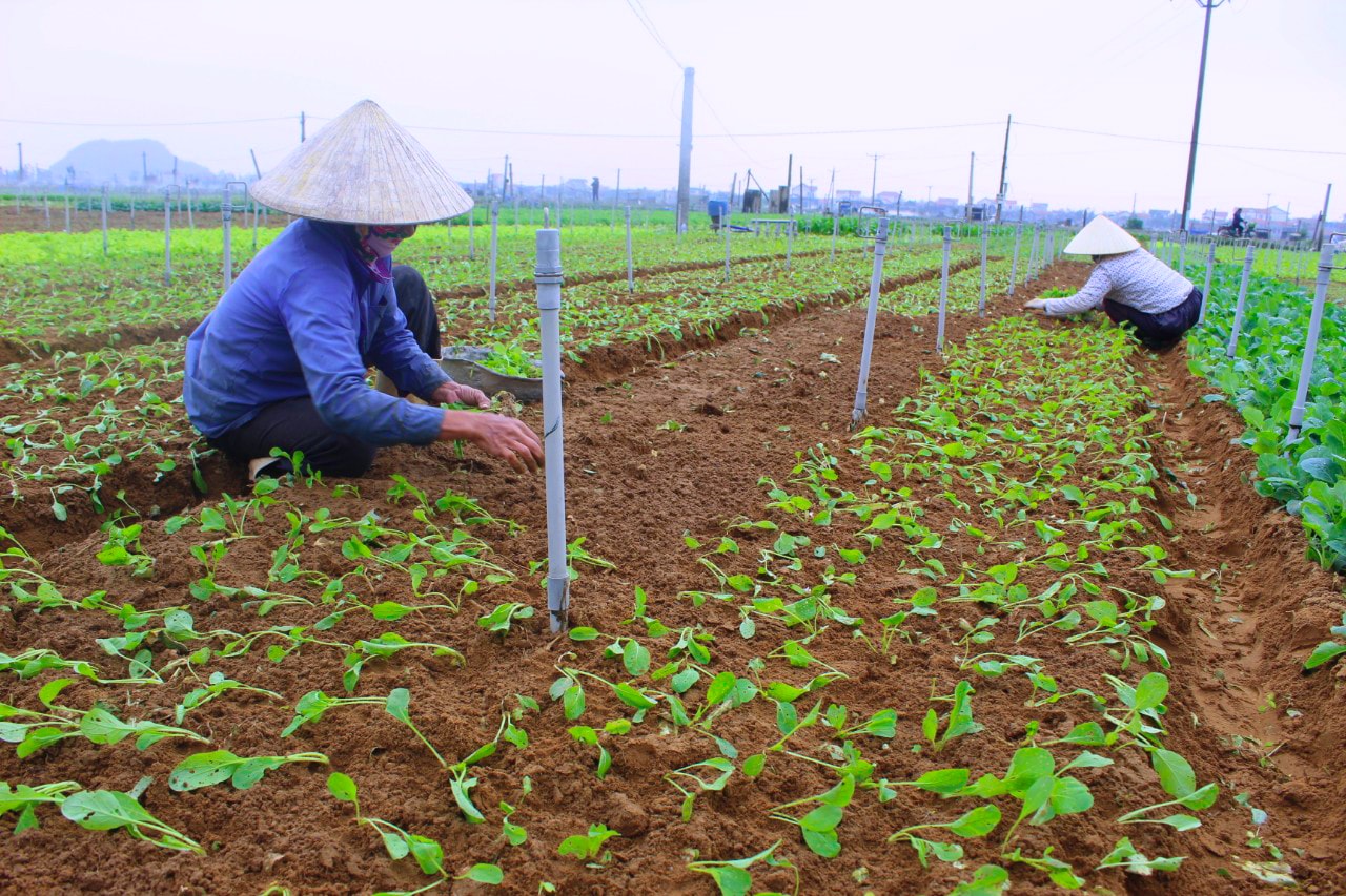 Người dân Quỳnh Lưu trồng lại lứa rau mới sau trận lụt lịch sử. Ảnh: Hồng Diện