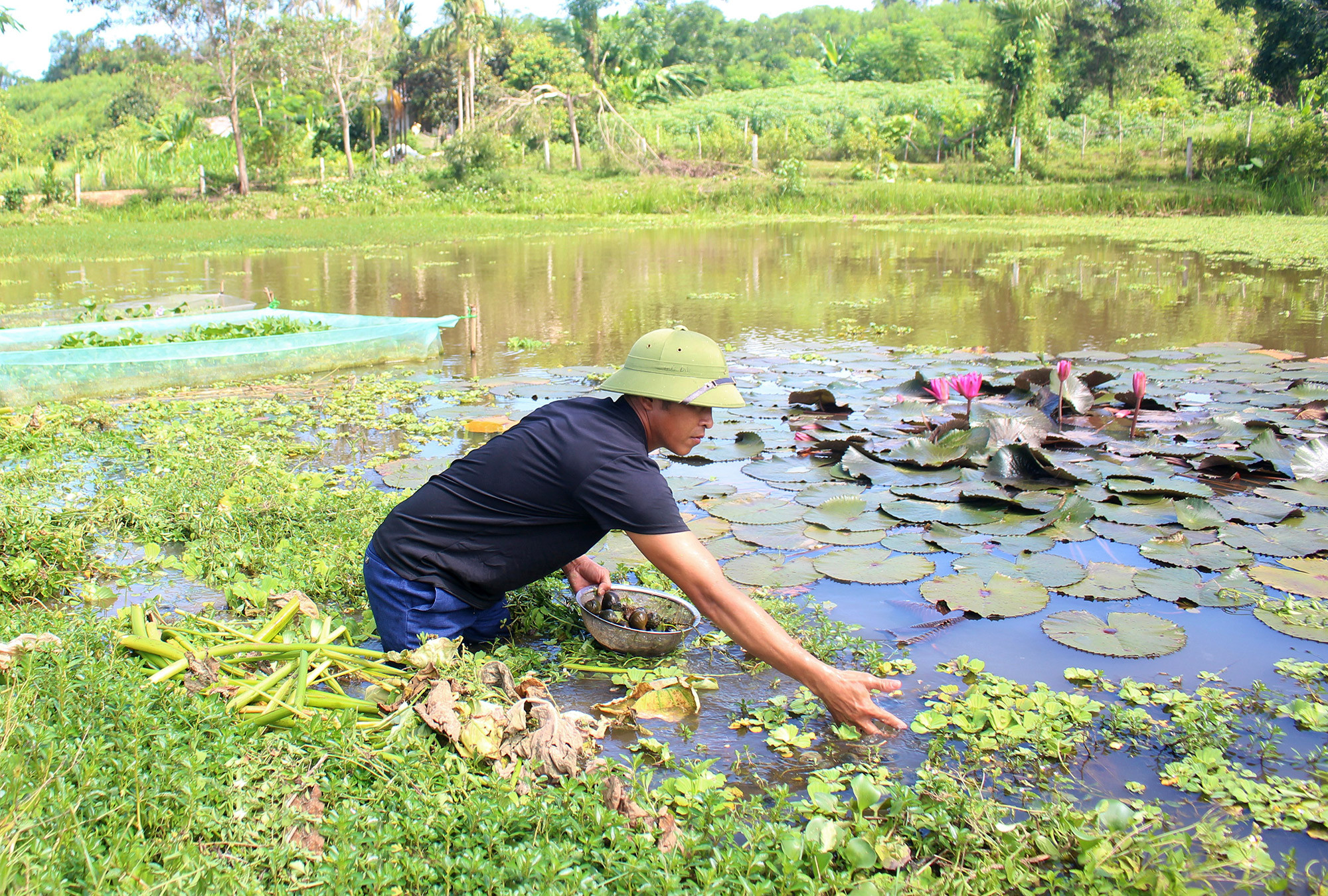 Mô hình nuôi ốc bươu đen của gia đình anh Nguyễn Văn Đức thôn 4 xã Tào Sơn là một mô hình kinh tế mới, cho thu nhập cao tại địa phương. Ảnh: Thái Hiền