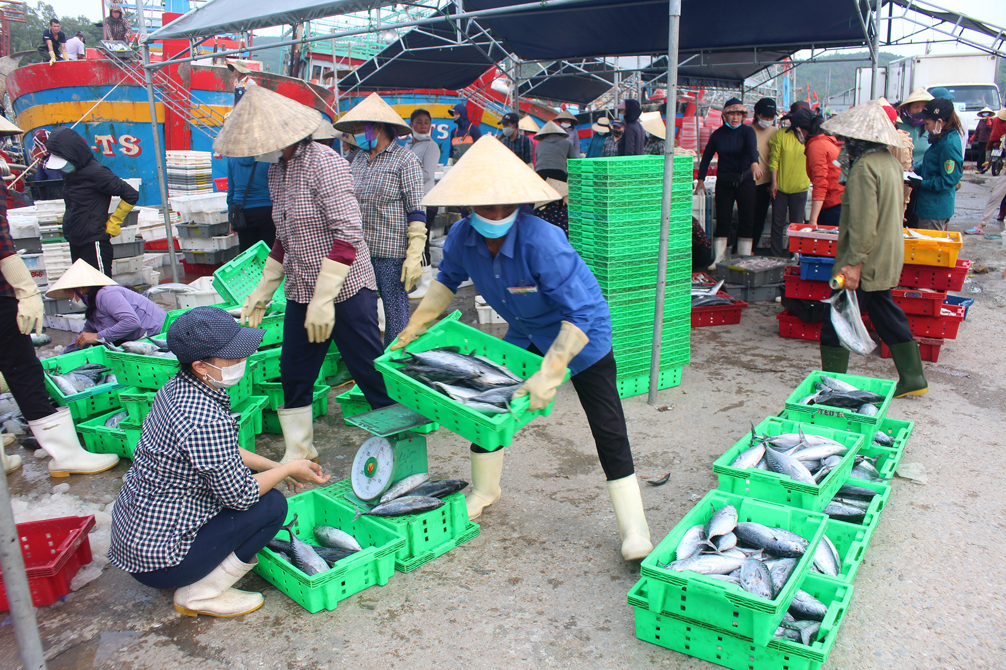 Thương lái thu mua hải sản. Ảnh: Việt Hùng