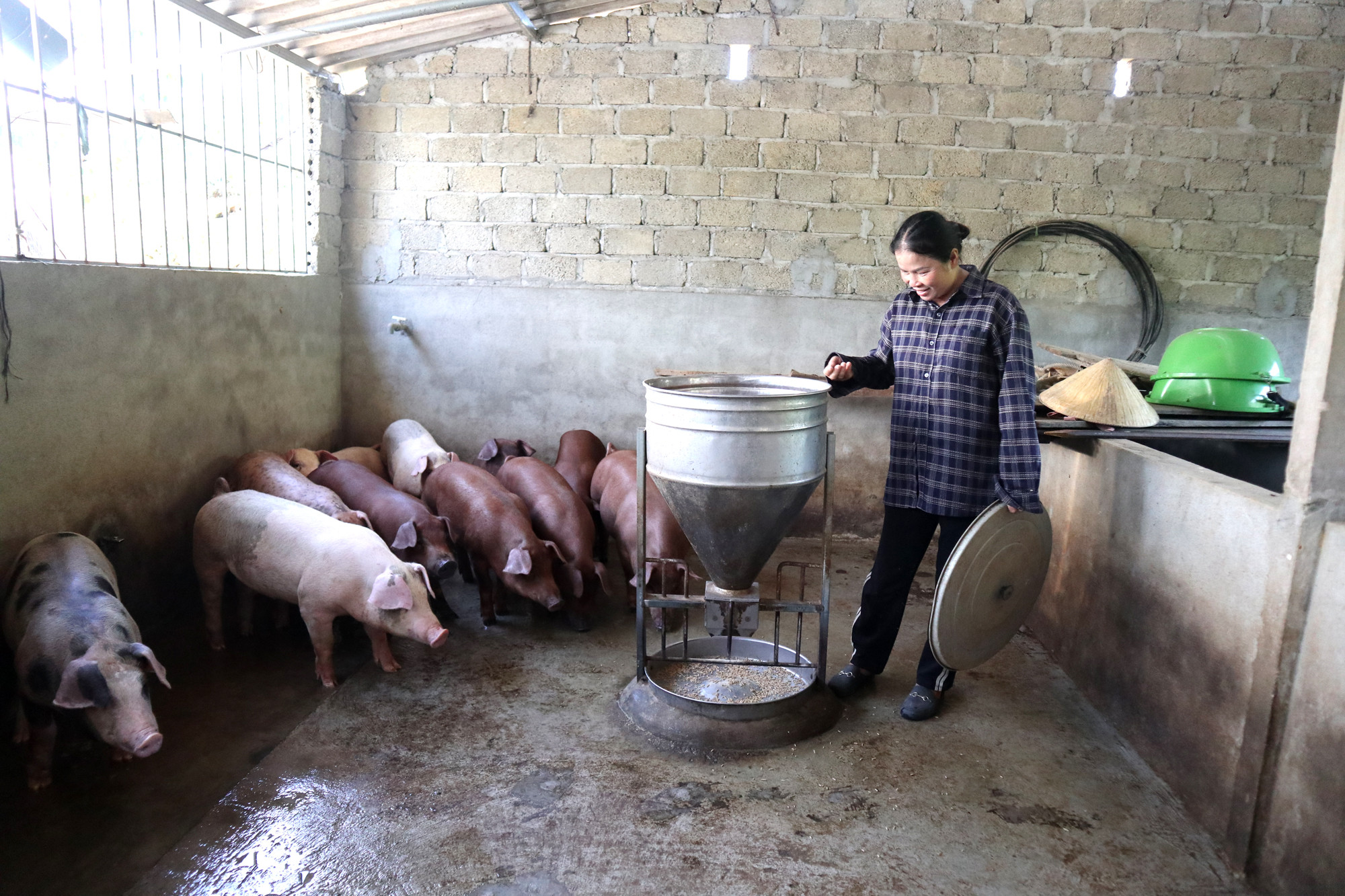 Để chuẩn bị cung ứng thị trường Tết, chị Hồng đã thả 40 con lợn thịt. Ảnh: Thanh Phúc